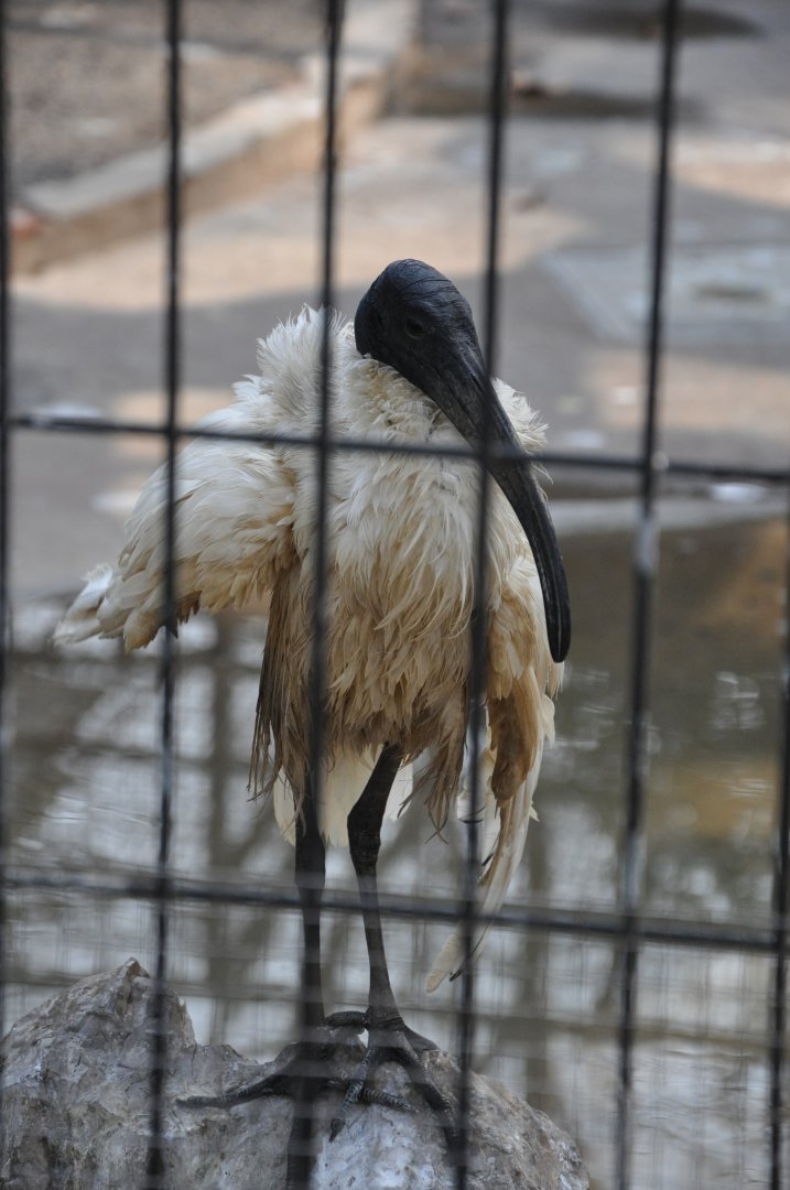 2016-02-02 Oriental white ibis