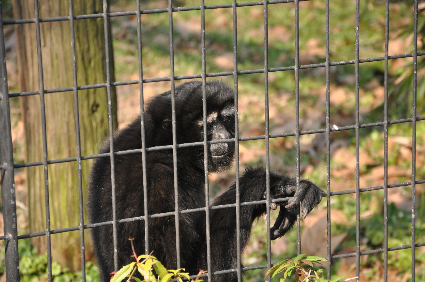 2016-02-02 Skywalker hoolock gibbon