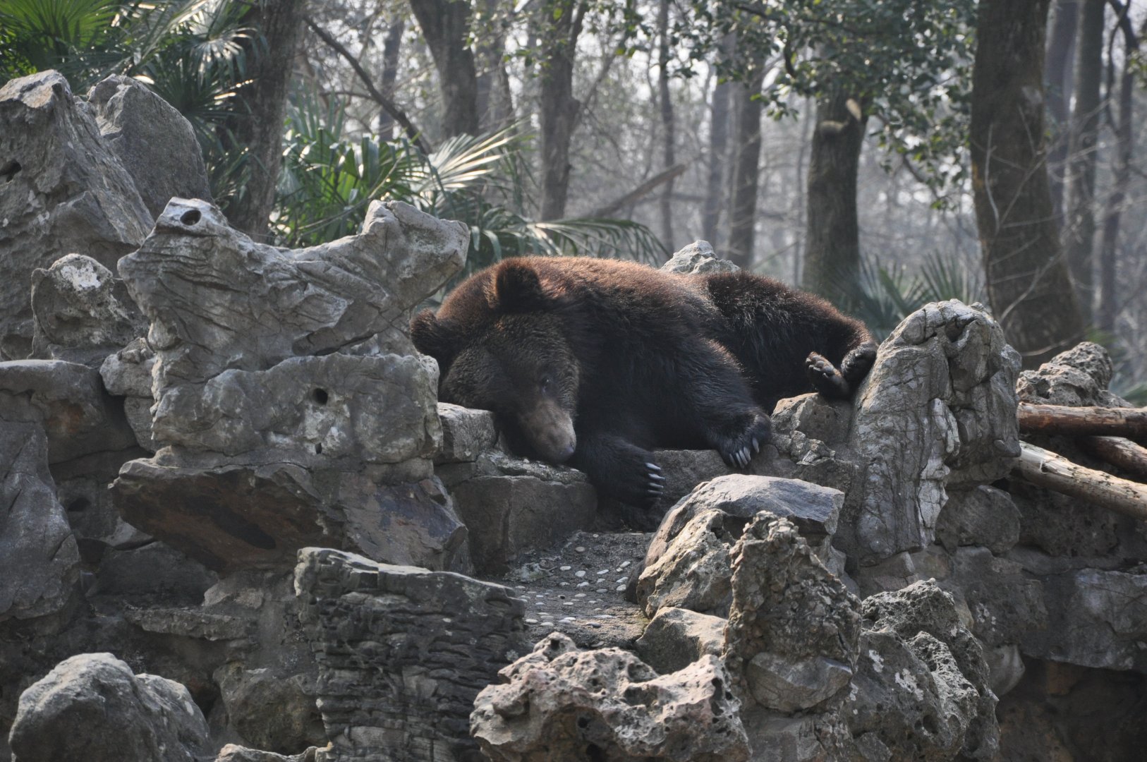 2016-02-02 Ussuri Brown Bear