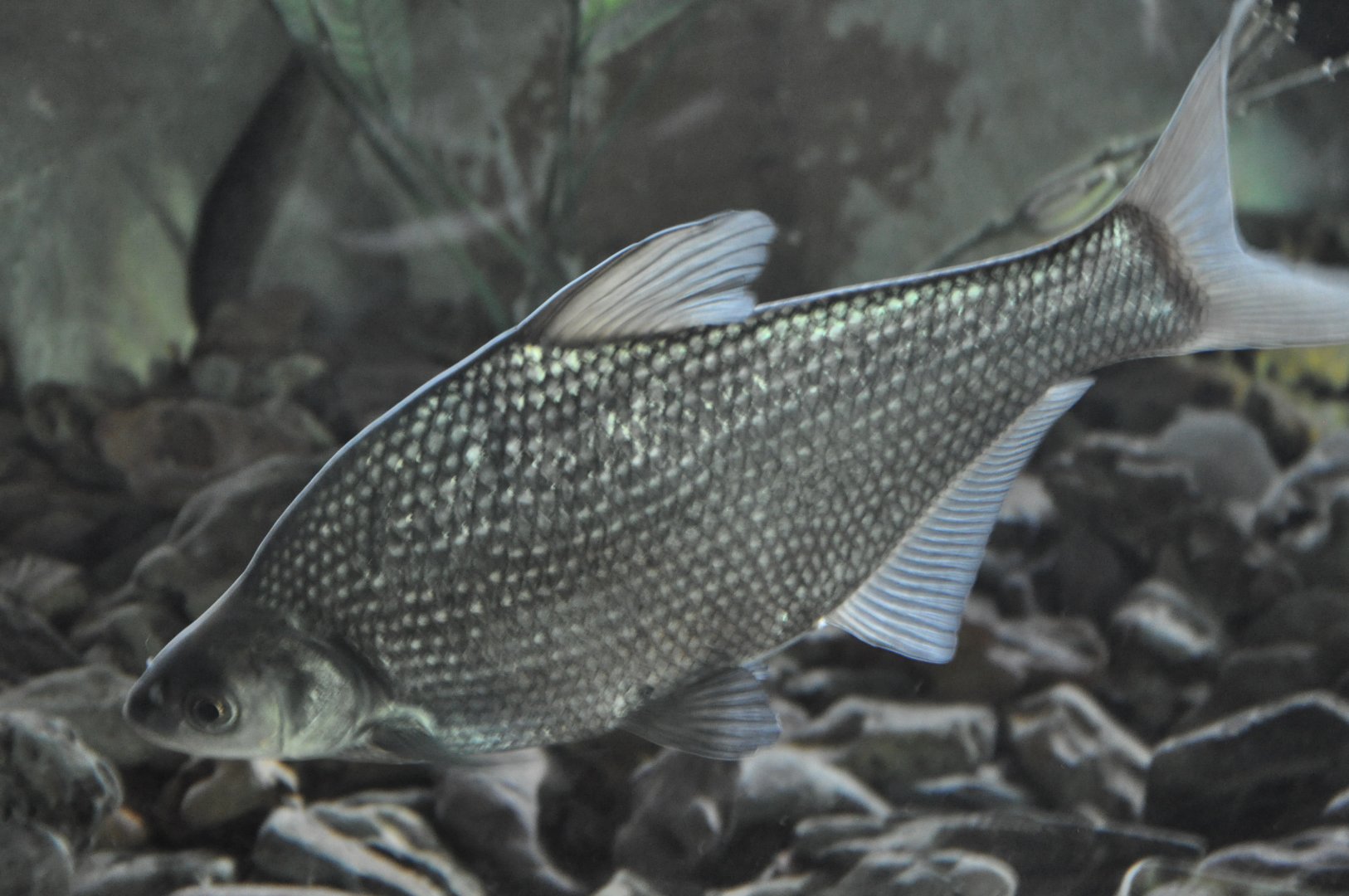 2016-02-02 White Amur bream