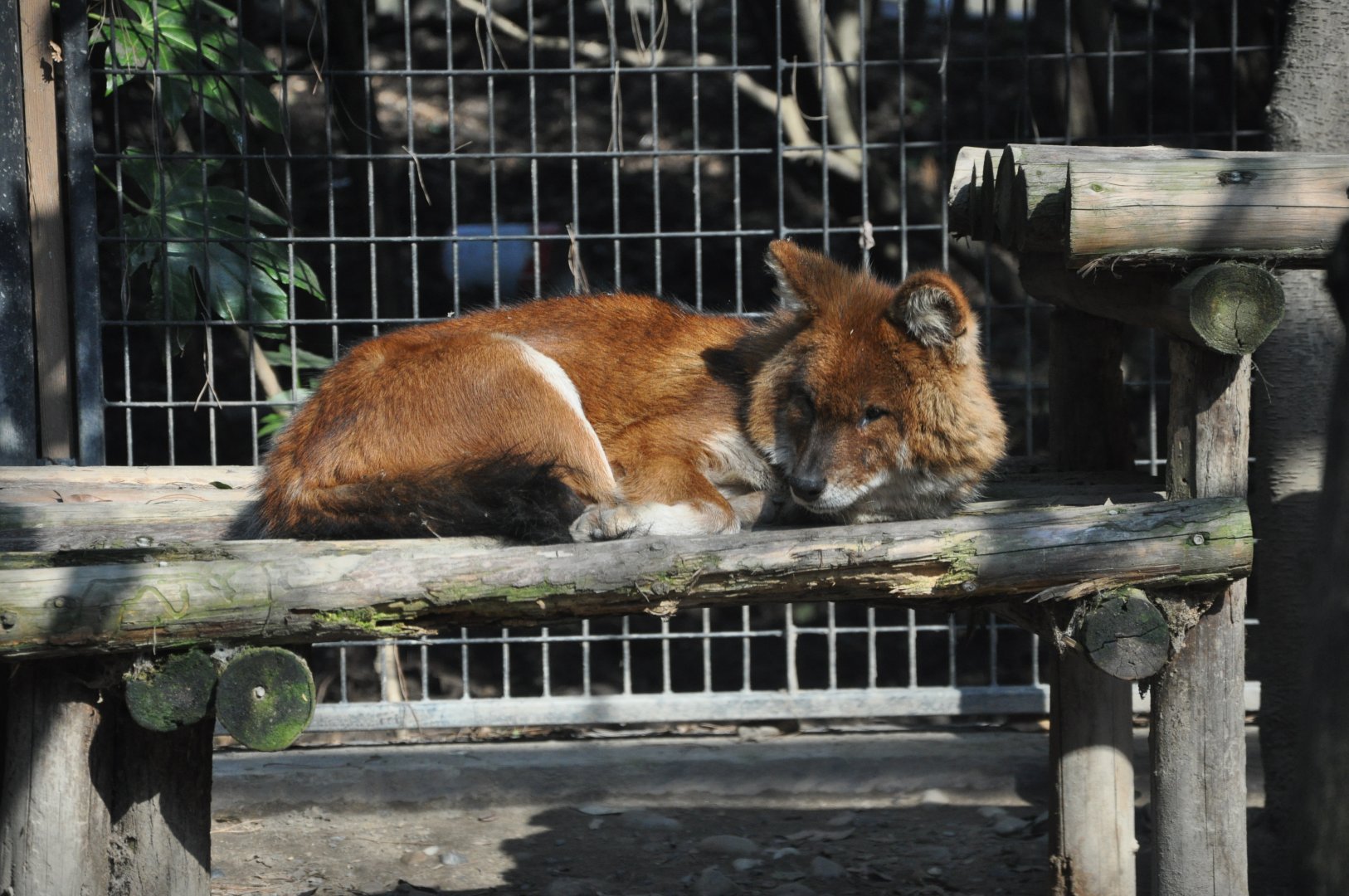 2016-02-08 An OLD Dhole