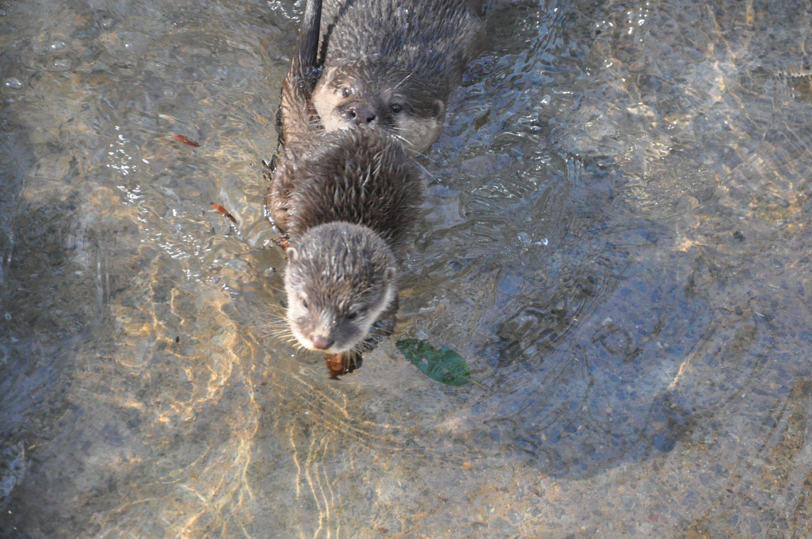 2016-02-08 Asian small-clawed otter