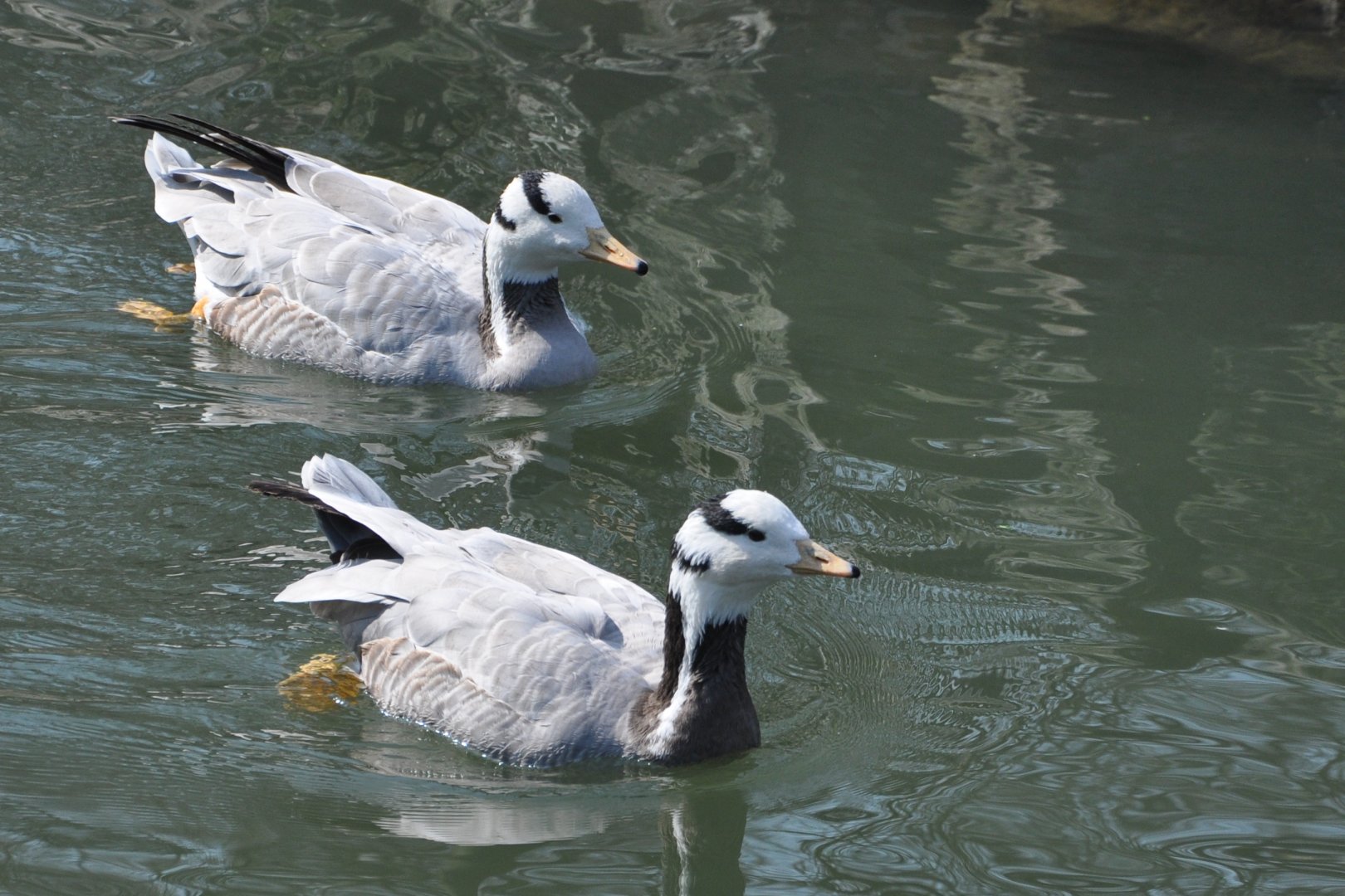 2016-02-08 Bar-headed goose