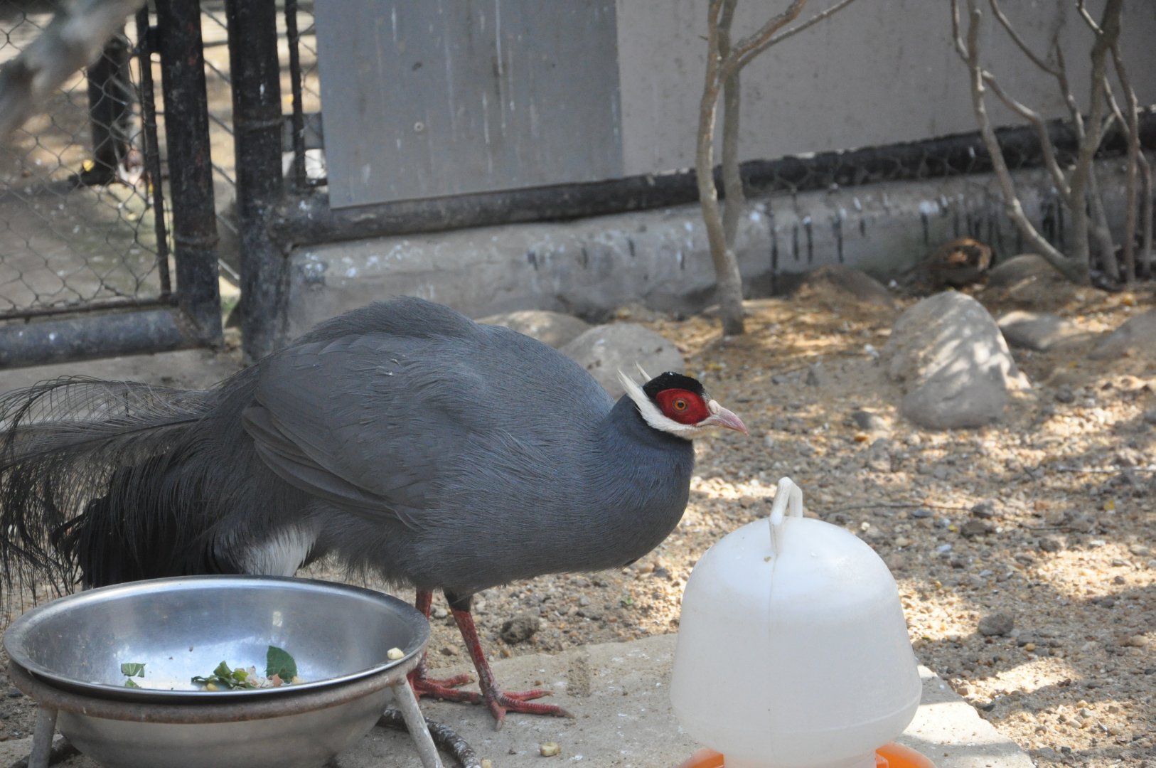 2016-02-08 Blue eared pheasant