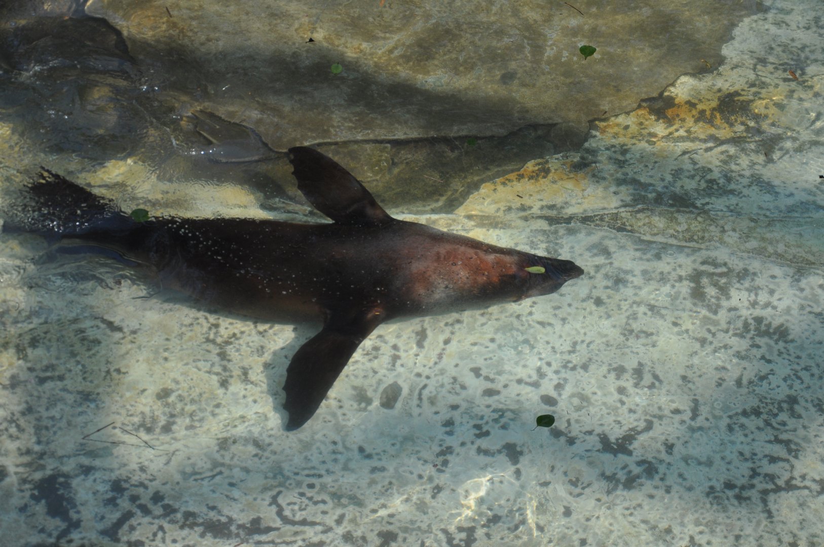 2016-02-08 Brown fur seal