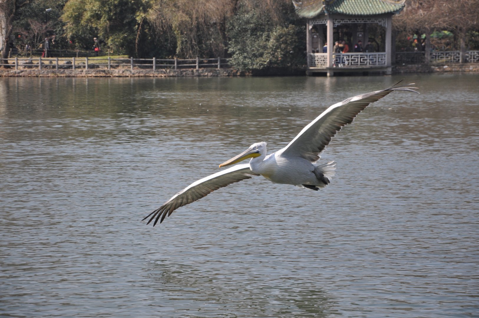 2016-02-08 Dalmatian pelican