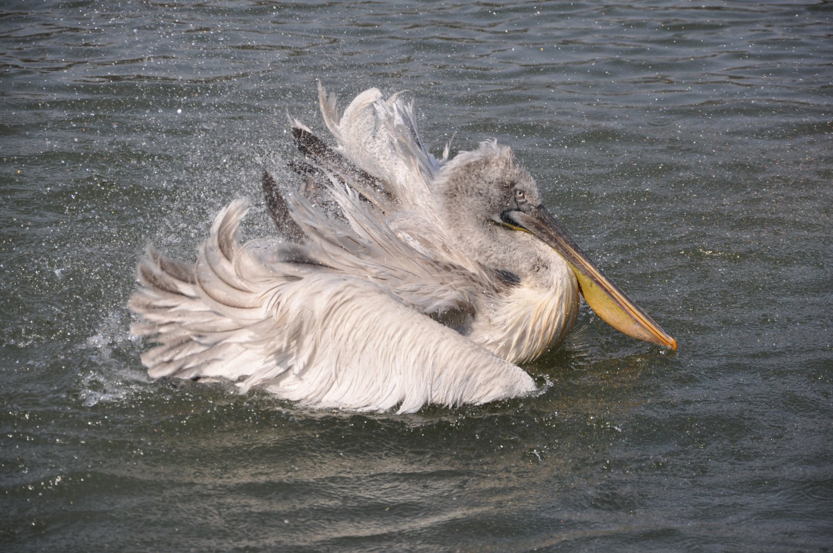 2016-02-08 Dalmatian pelican