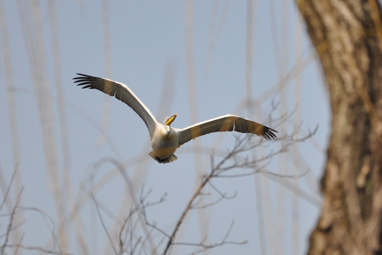 2016-02-08 Great white pelican flying