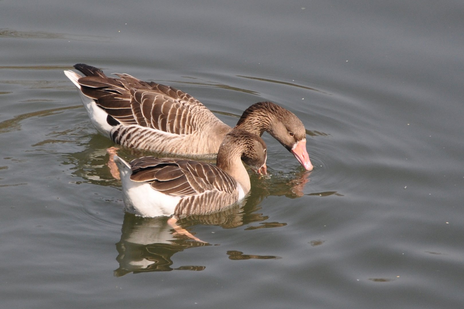 2016-02-08 Greater white-fronted goose