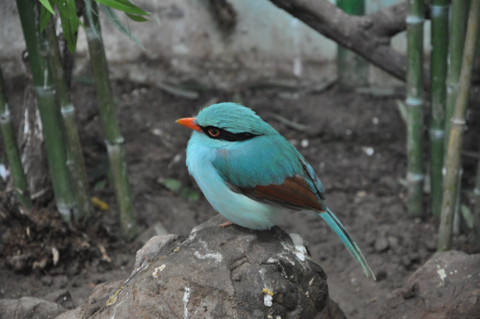 2016-02-08 Indochinese green magpie