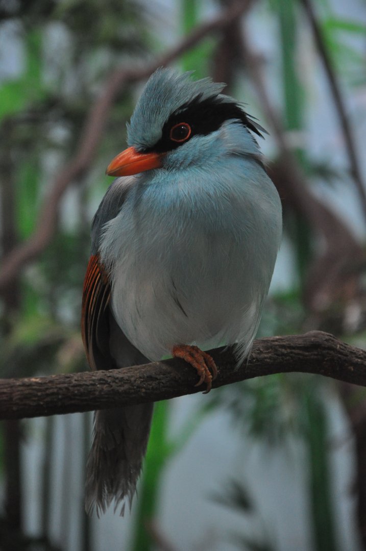 2016-02-08 Indochinese green magpie