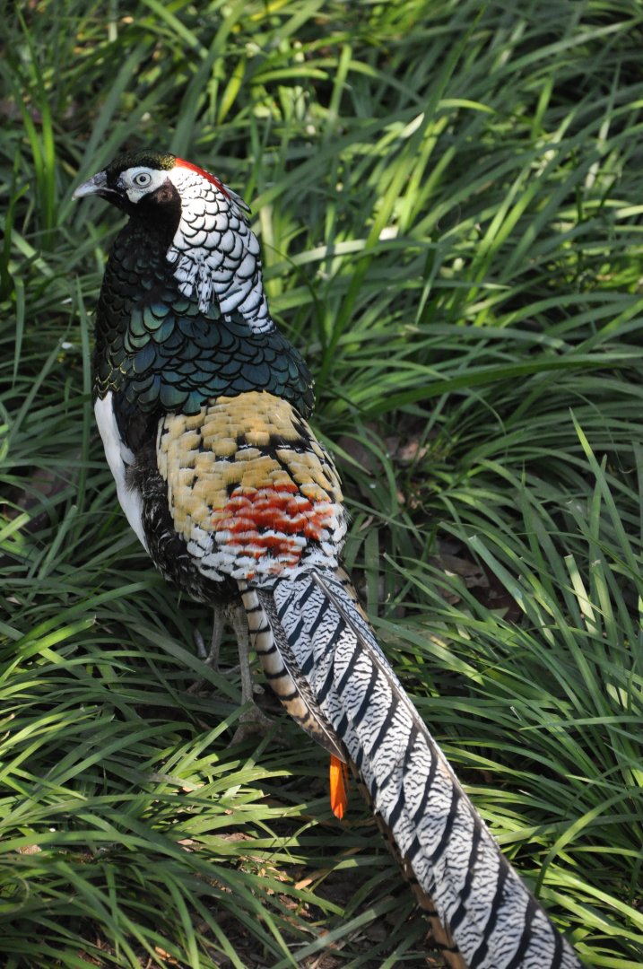 2016-02-08 Lady Amherst's pheasant