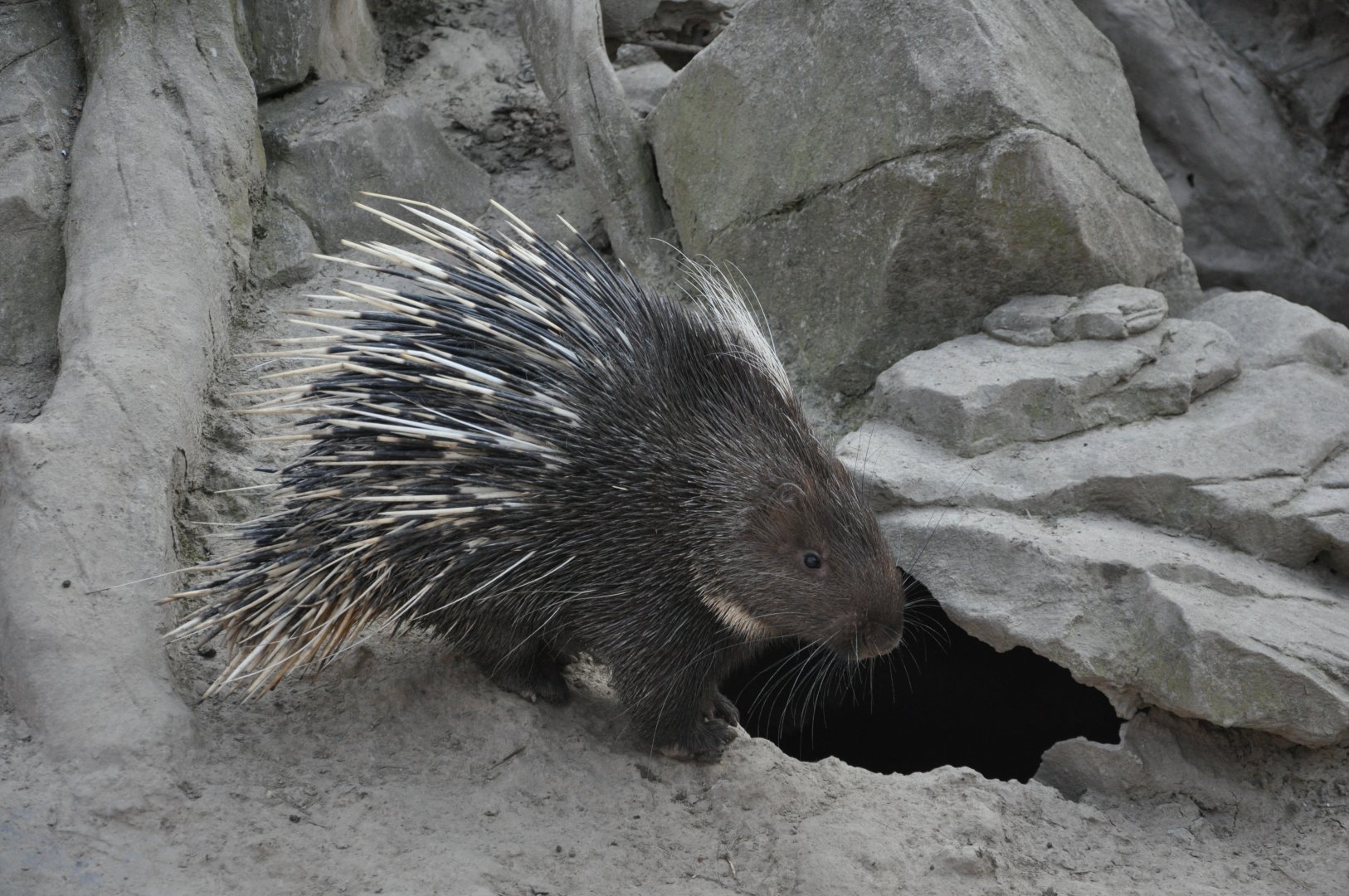 2016-02-08 Malayan porcupine