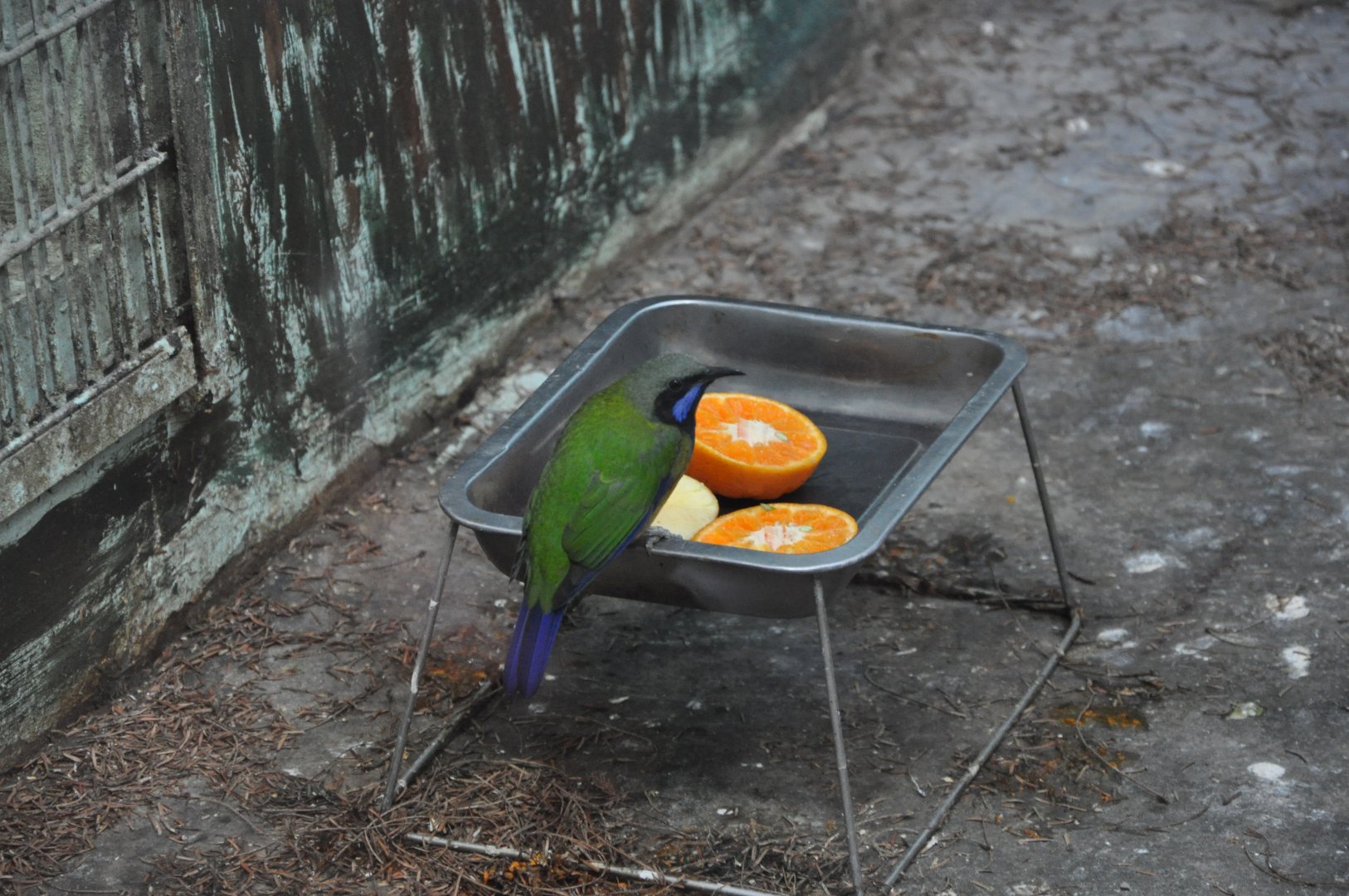 2016-02-08 Orange-bellied Leafbird