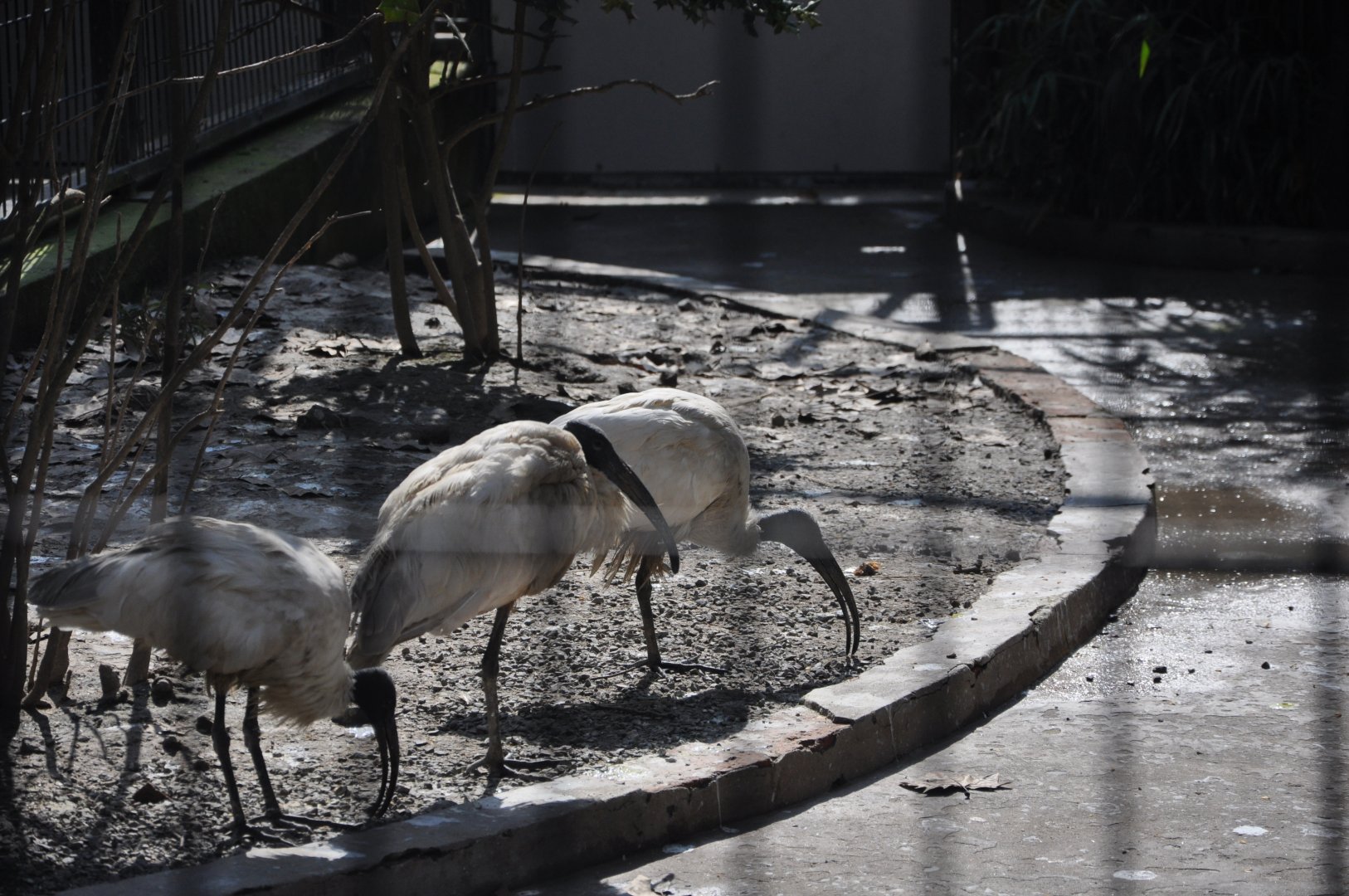 2016-02-08 Oriental white ibis