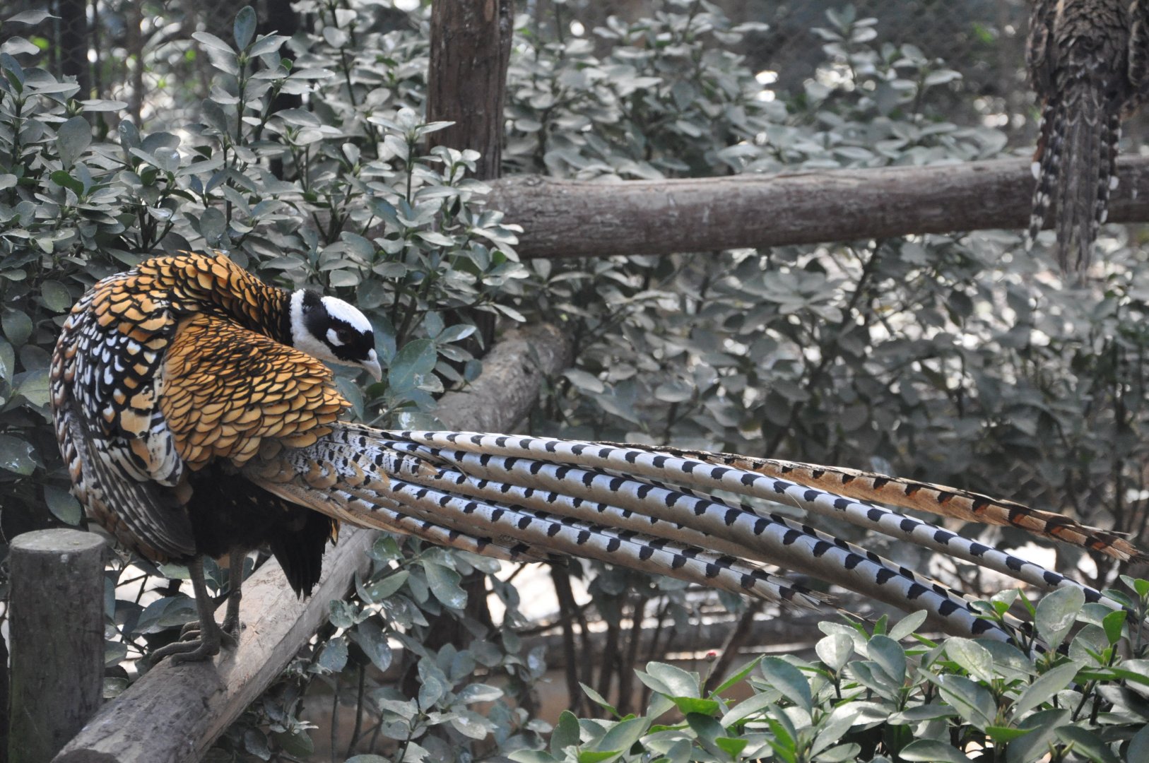 2016-02-08 Reeves's pheasant