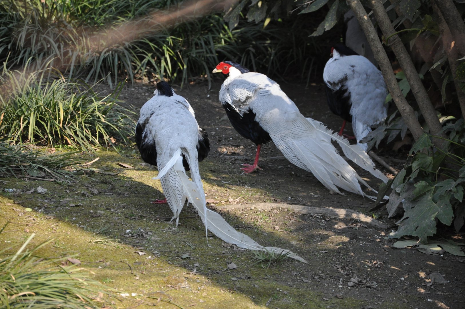 2016-02-08 Silver pheasant