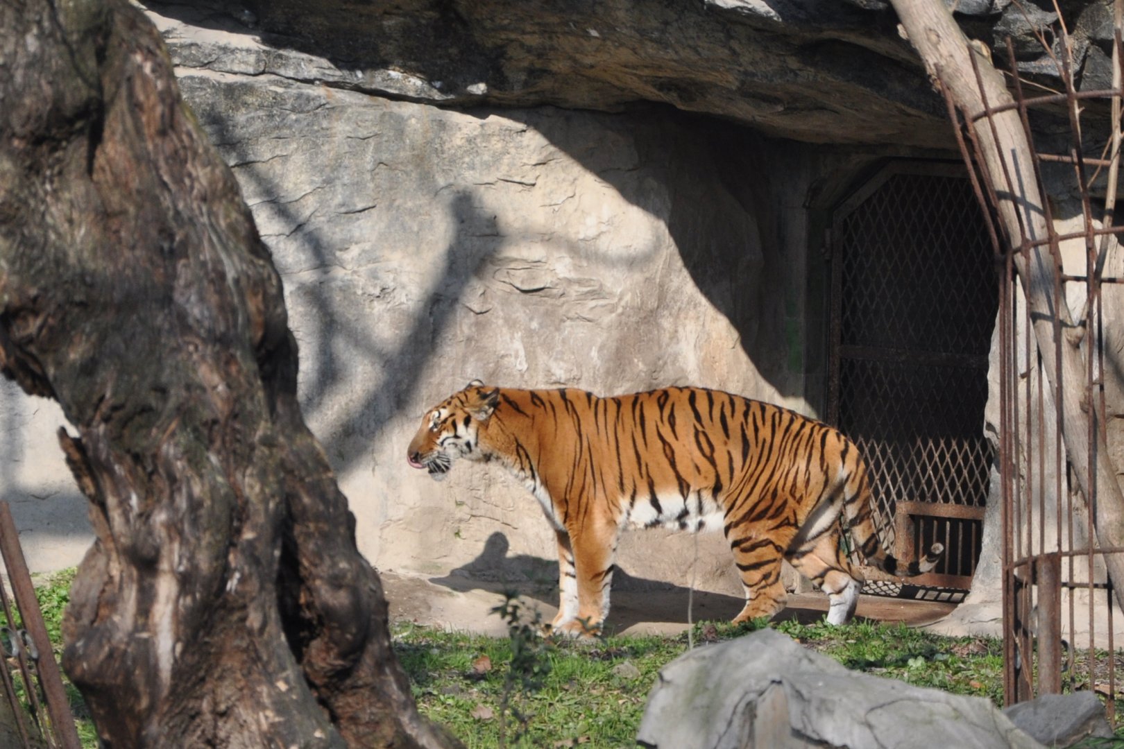 2016-02-08 South China tiger