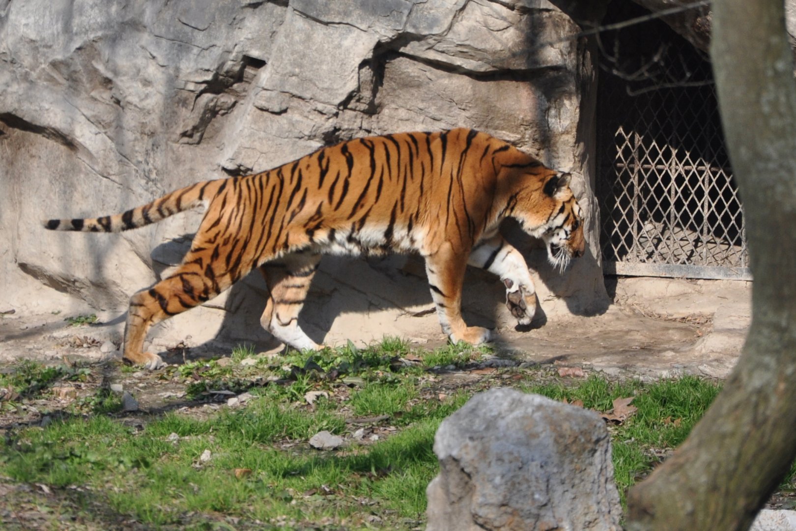 2016-02-08 South China tiger