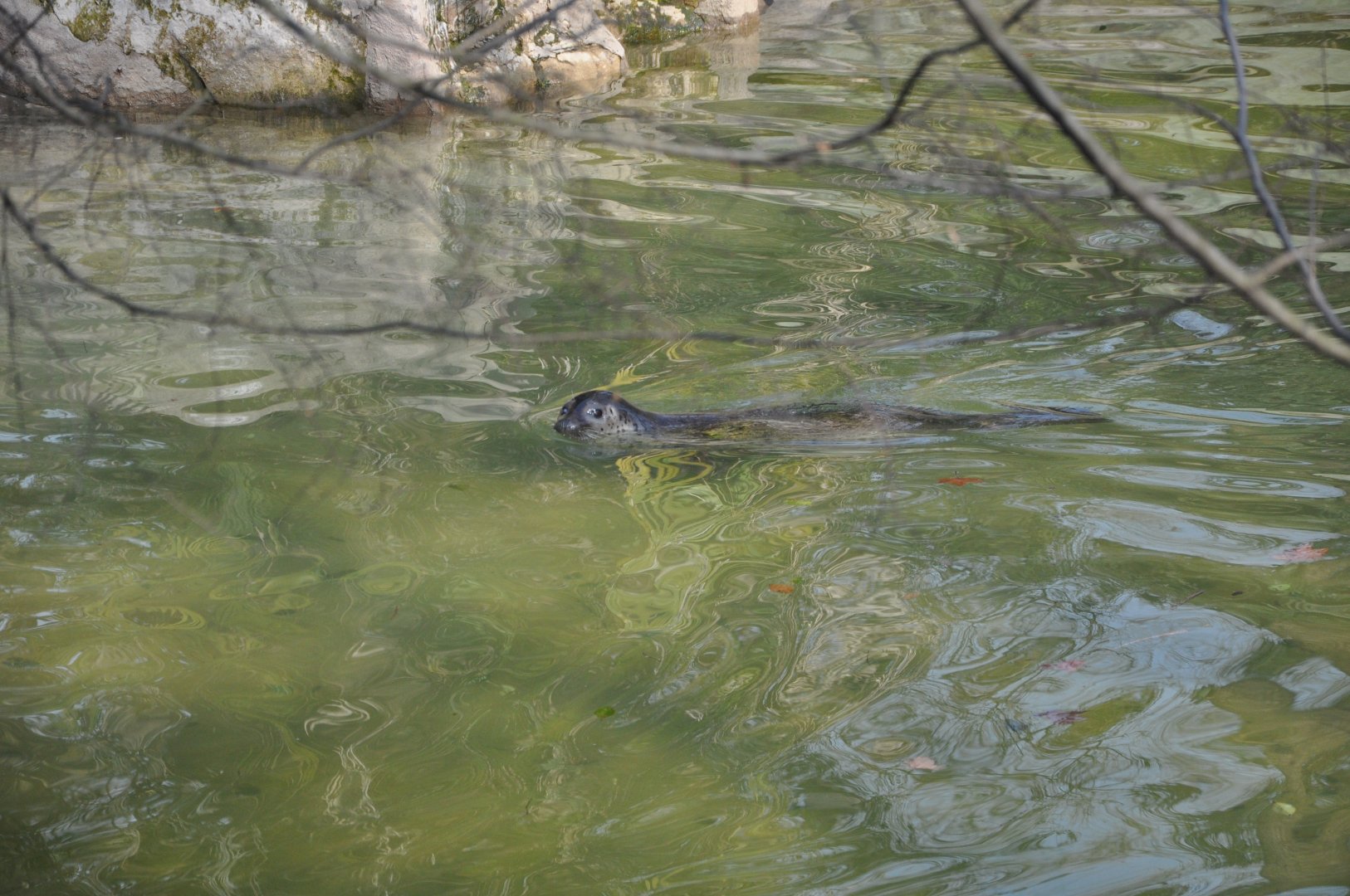 2016-02-08 Spotted seal