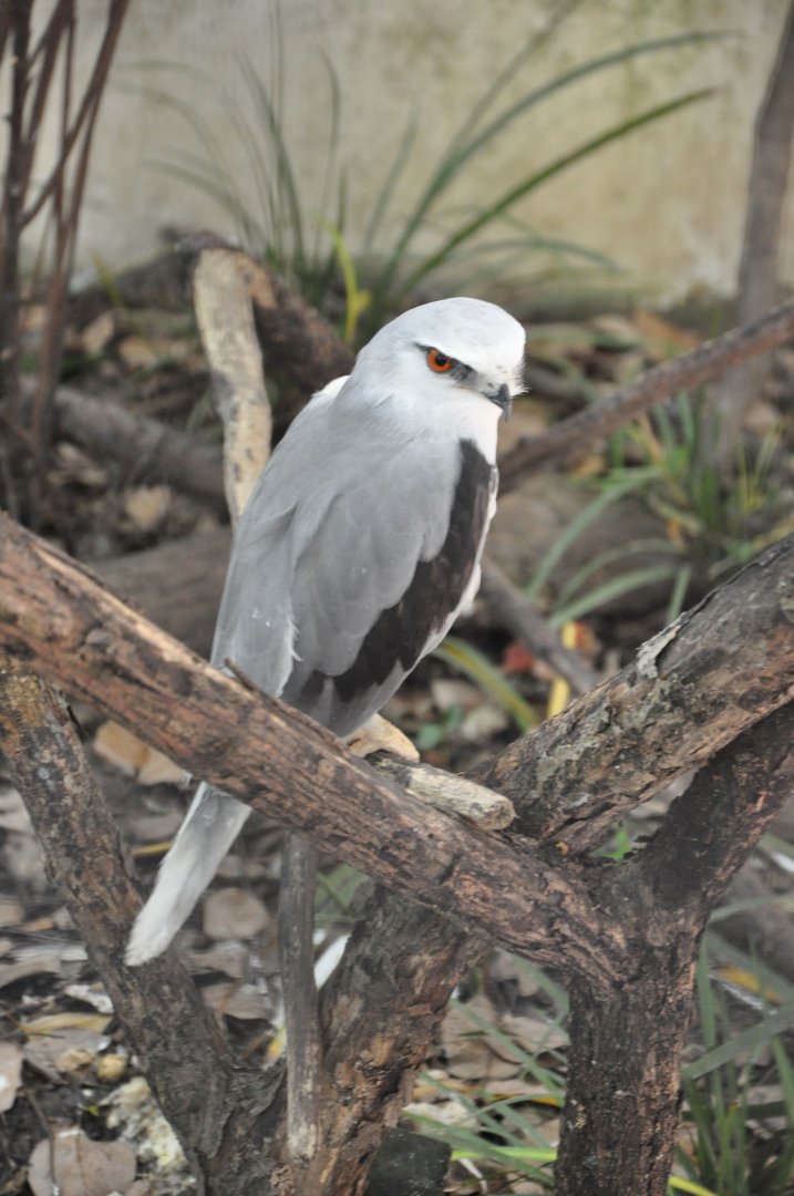 2016-05-01 Black-winged kite
