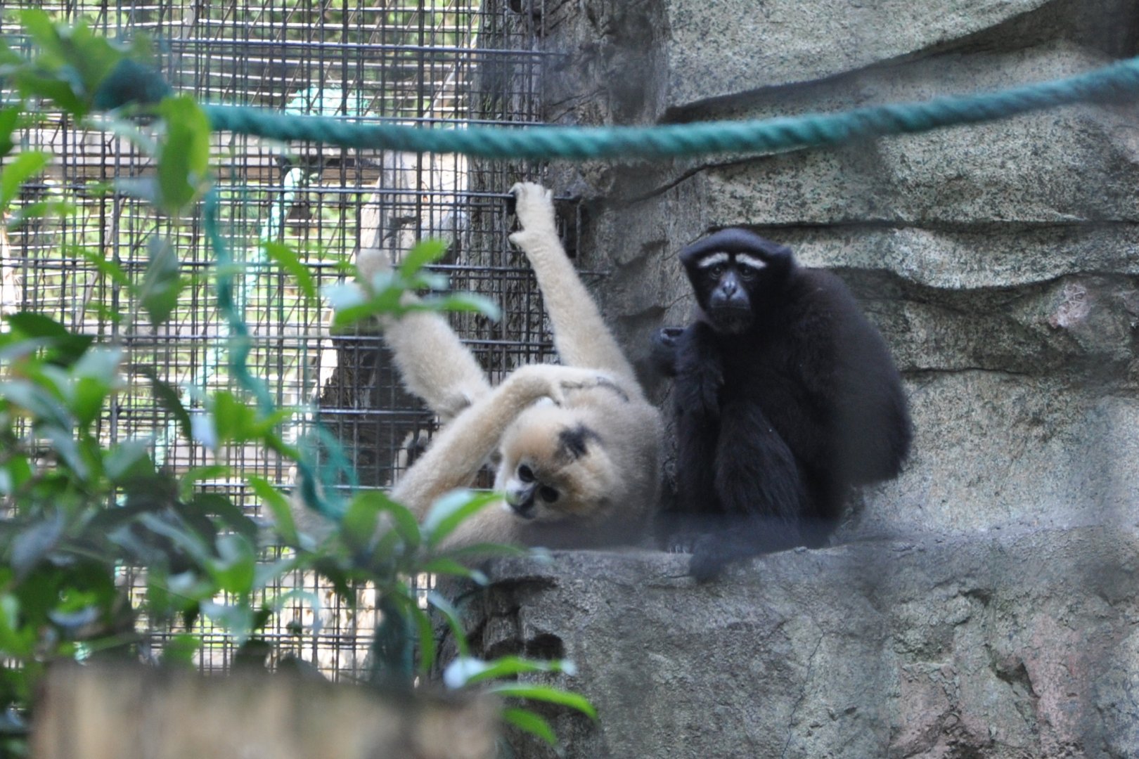 2016-05-01 Female Yellow-cheeked gibbon & Male Skywalker hoolock