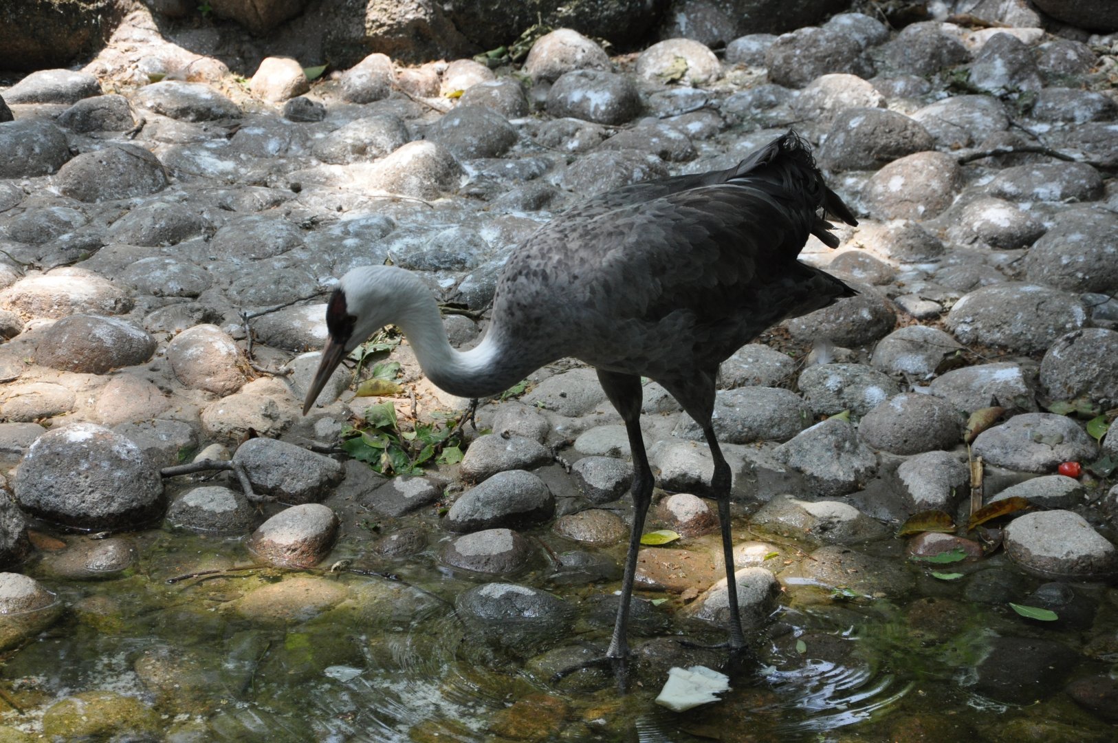 2016-05-01 Hooded crane