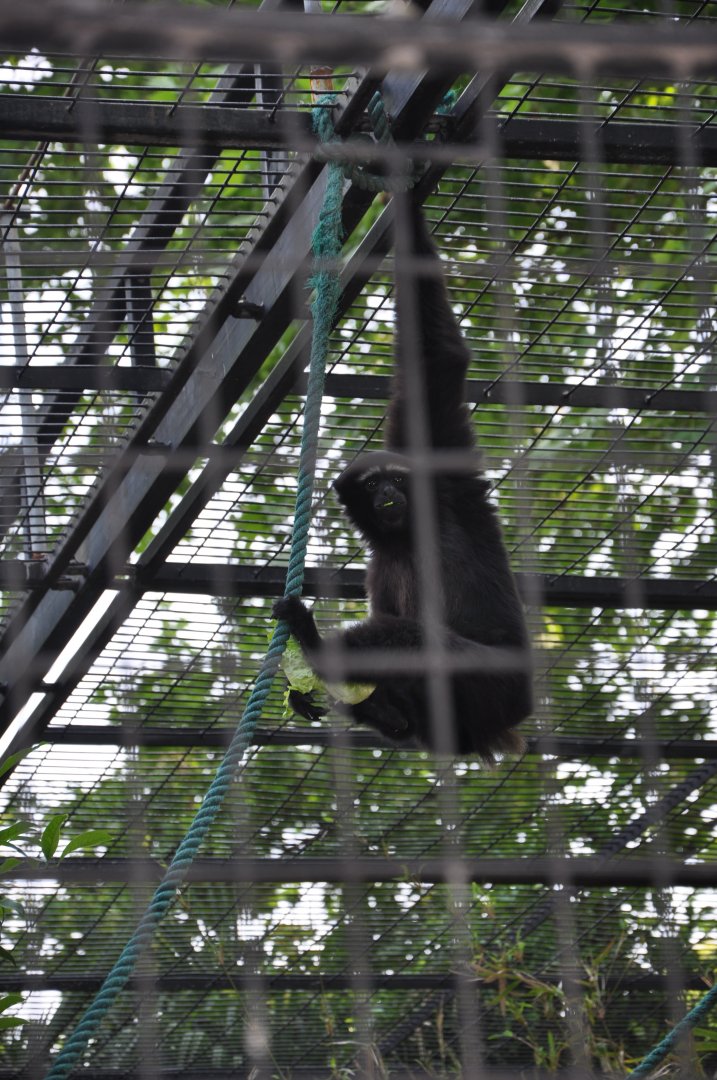 2016-05-01 Skywalker hoolock