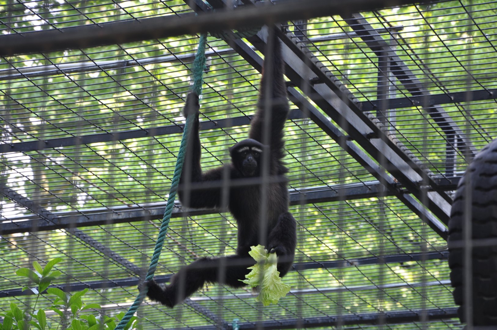 2016-05-01 Skywalker hoolock