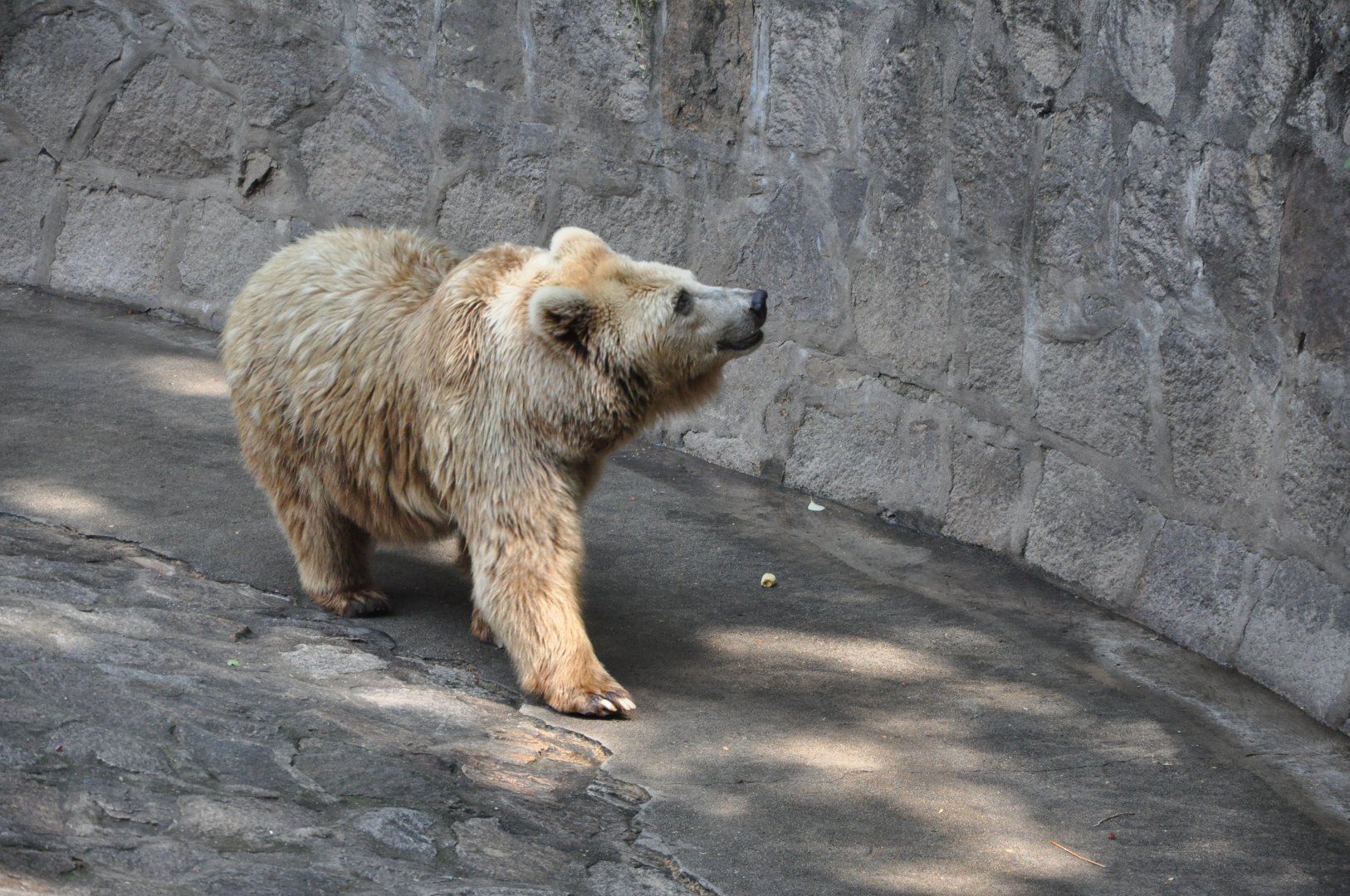 2016-05-01-Syrian brown bear