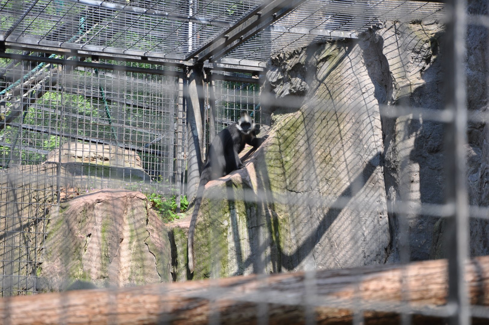 2016-05-01 White-headed langur