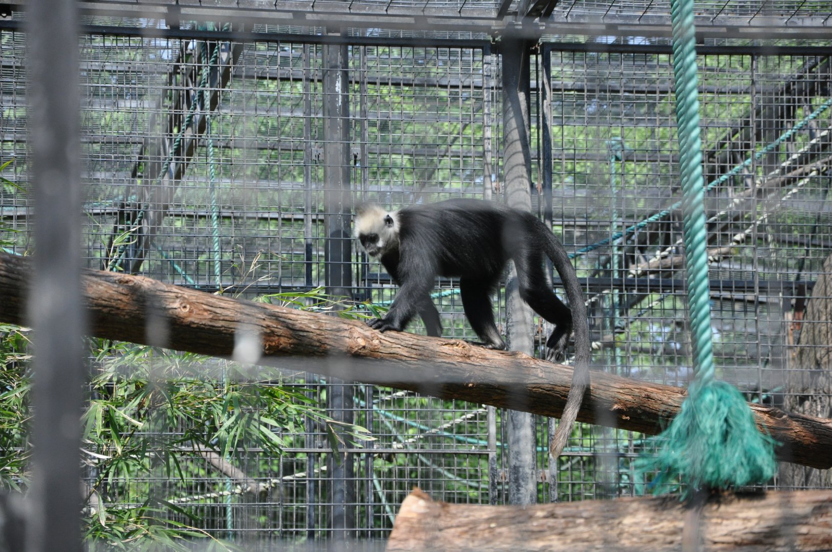 2016-05-01 White-headed langur
