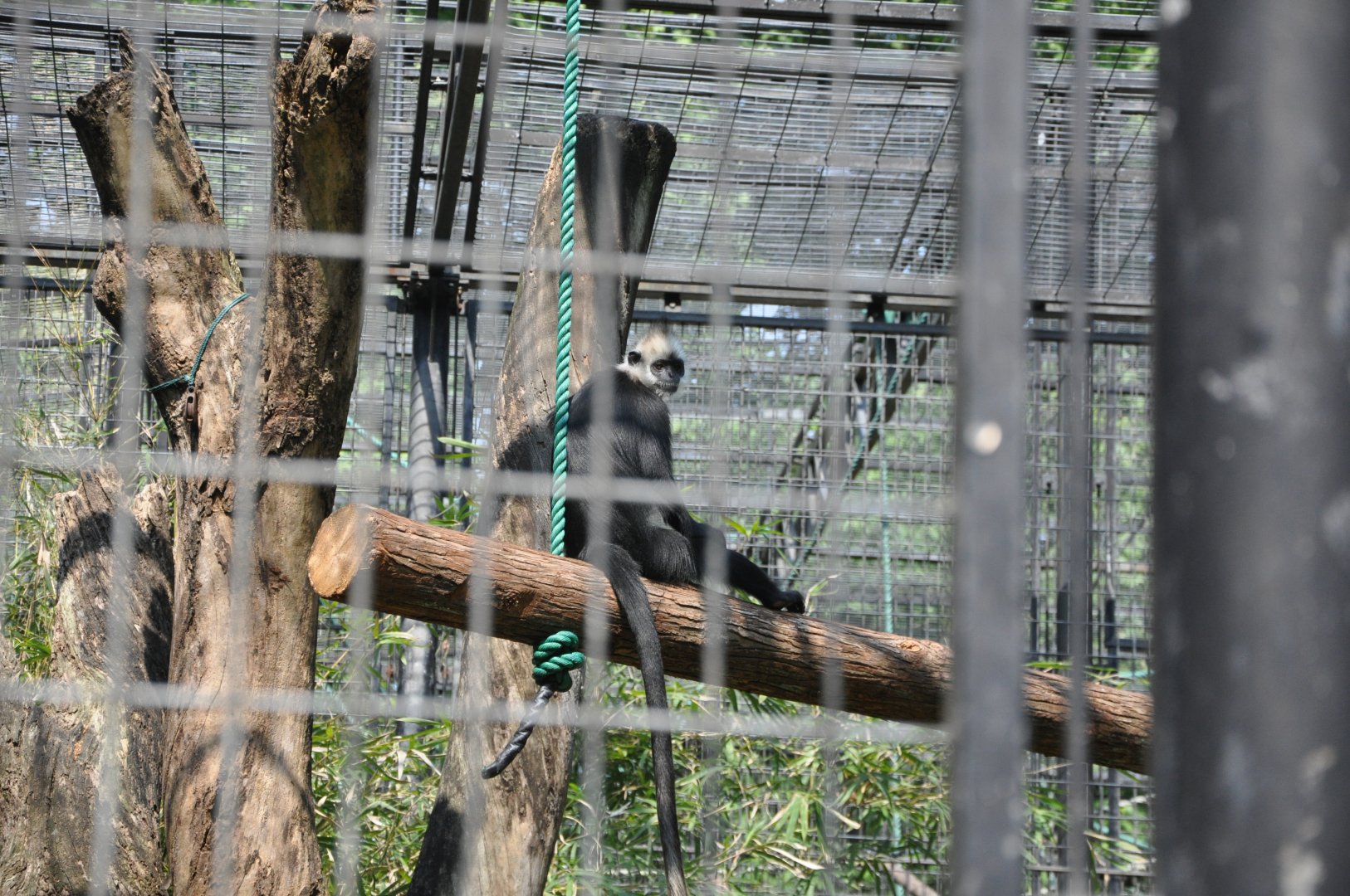2016-05-01 White-headed langur