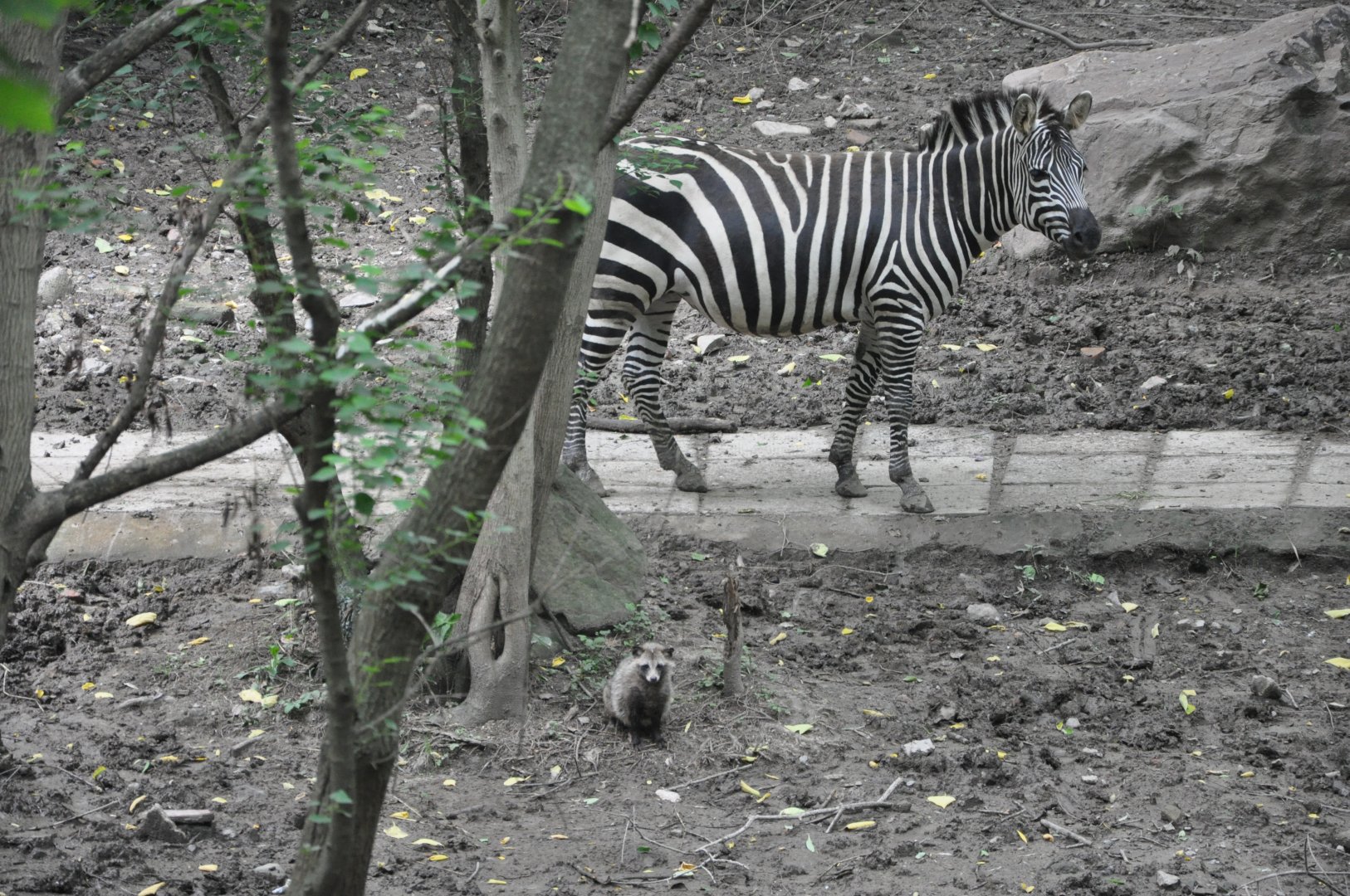2016-06-06 A wild Raccoon dog