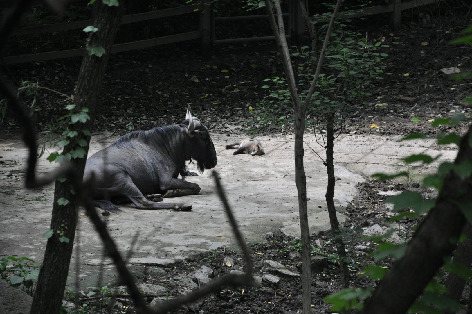 2016-06-06 A wild Raccoon dog