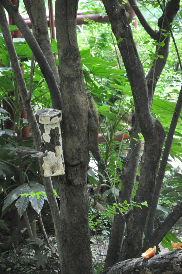 2016-06-06 A wild Red-bellied squirrel