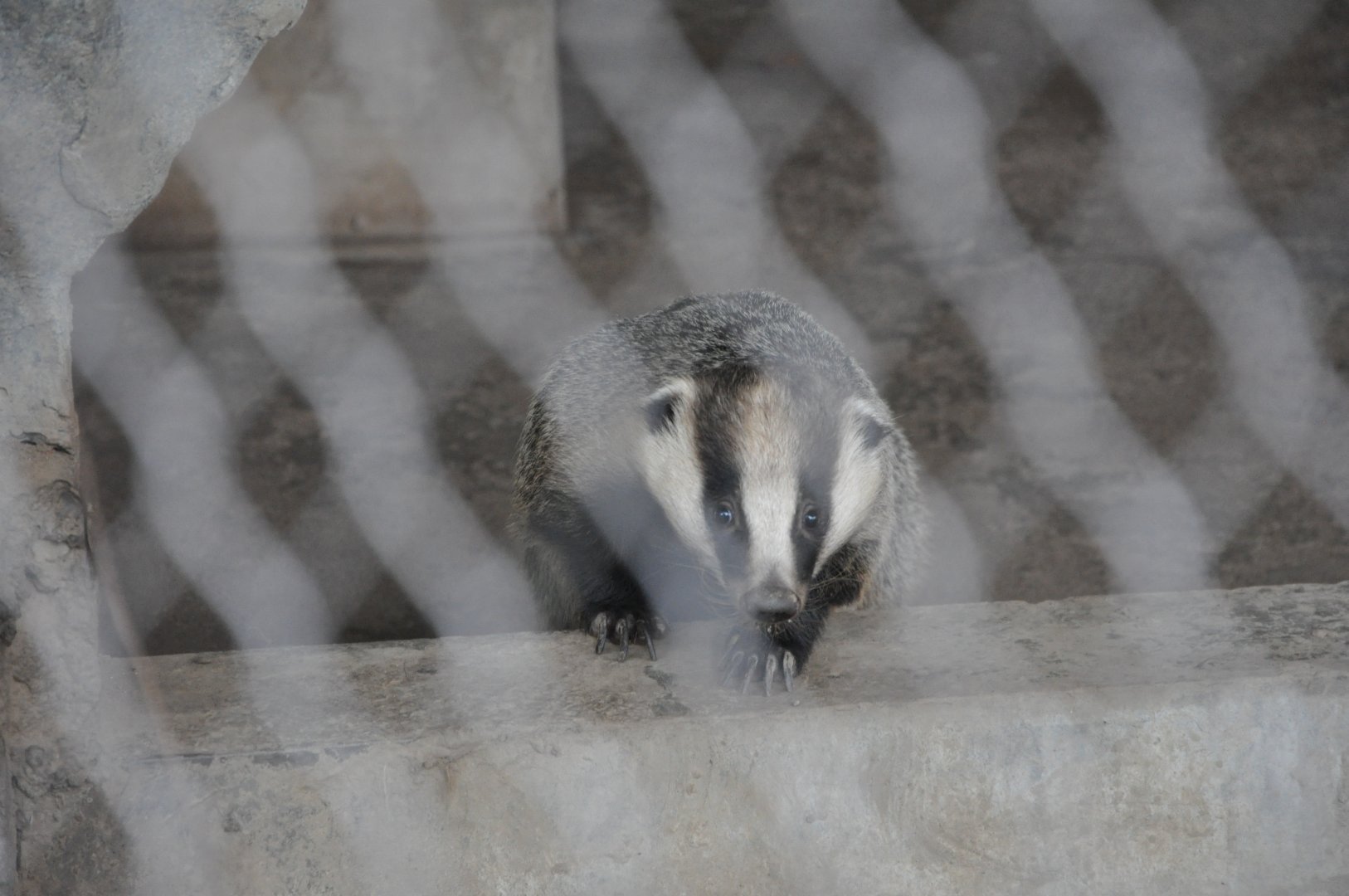 2016-06-06 Asian badger