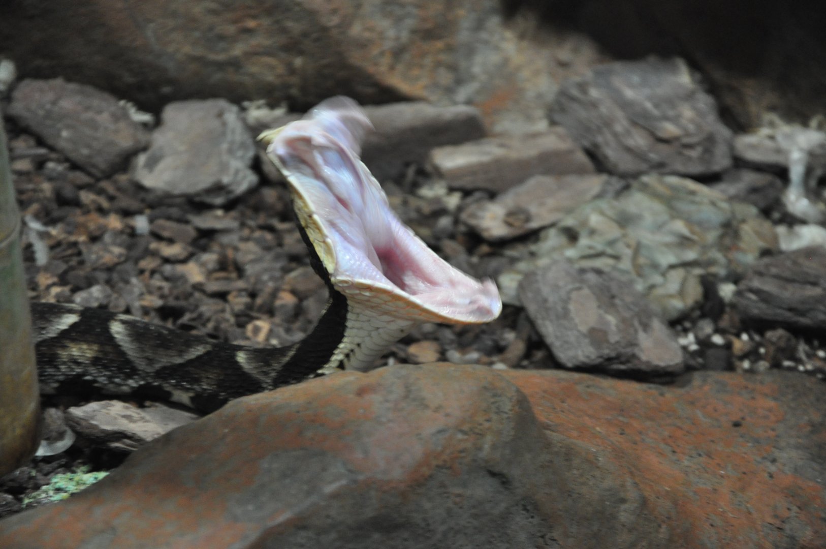2016-06-06 Sharp-nosed viper yawning