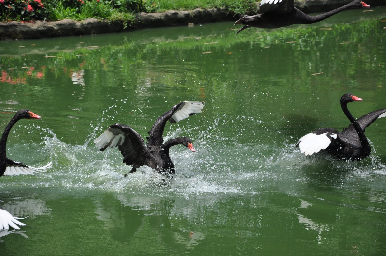 2016-07-17 Blcak swan