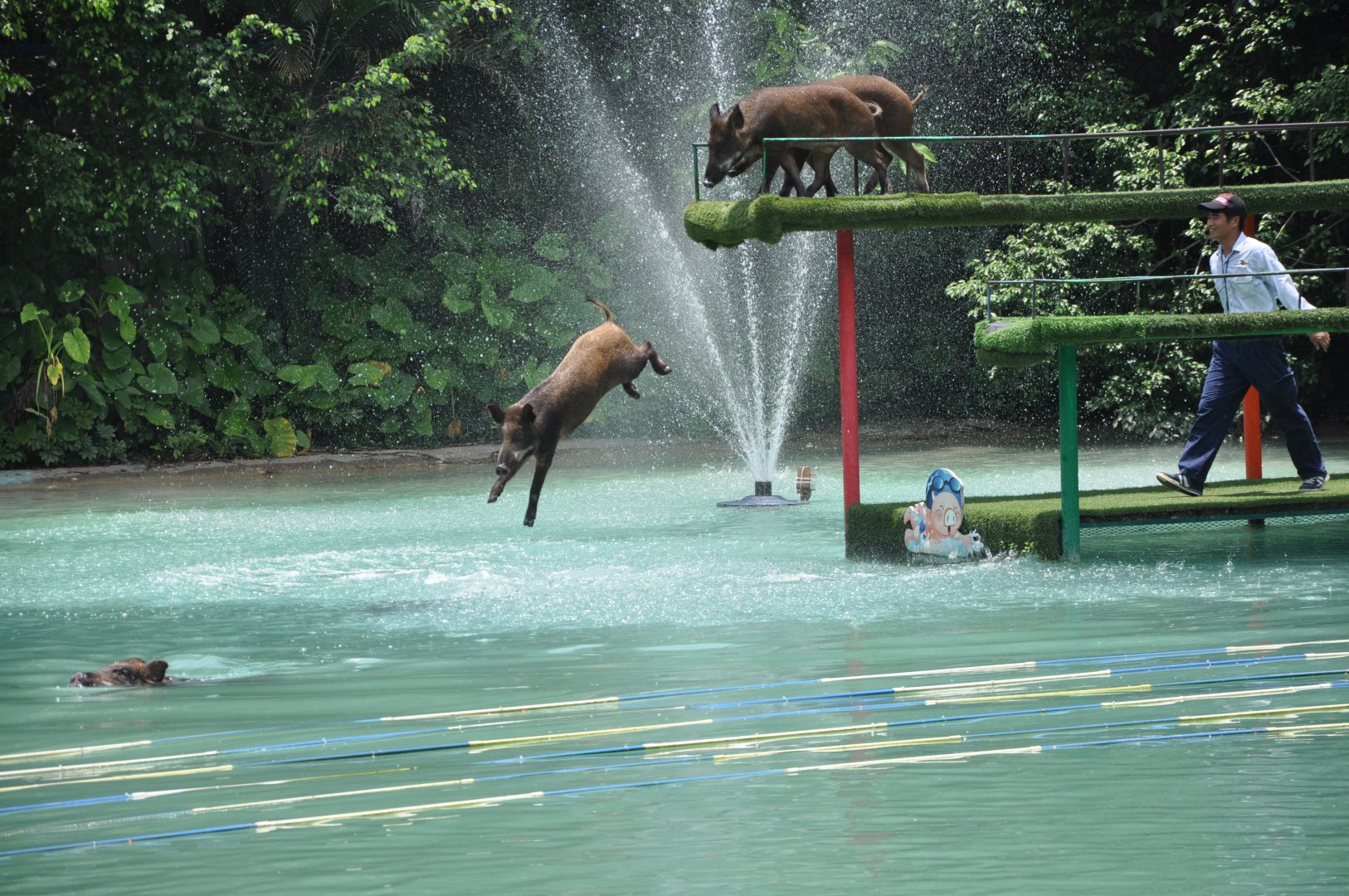 2016-07-17 Boar diving