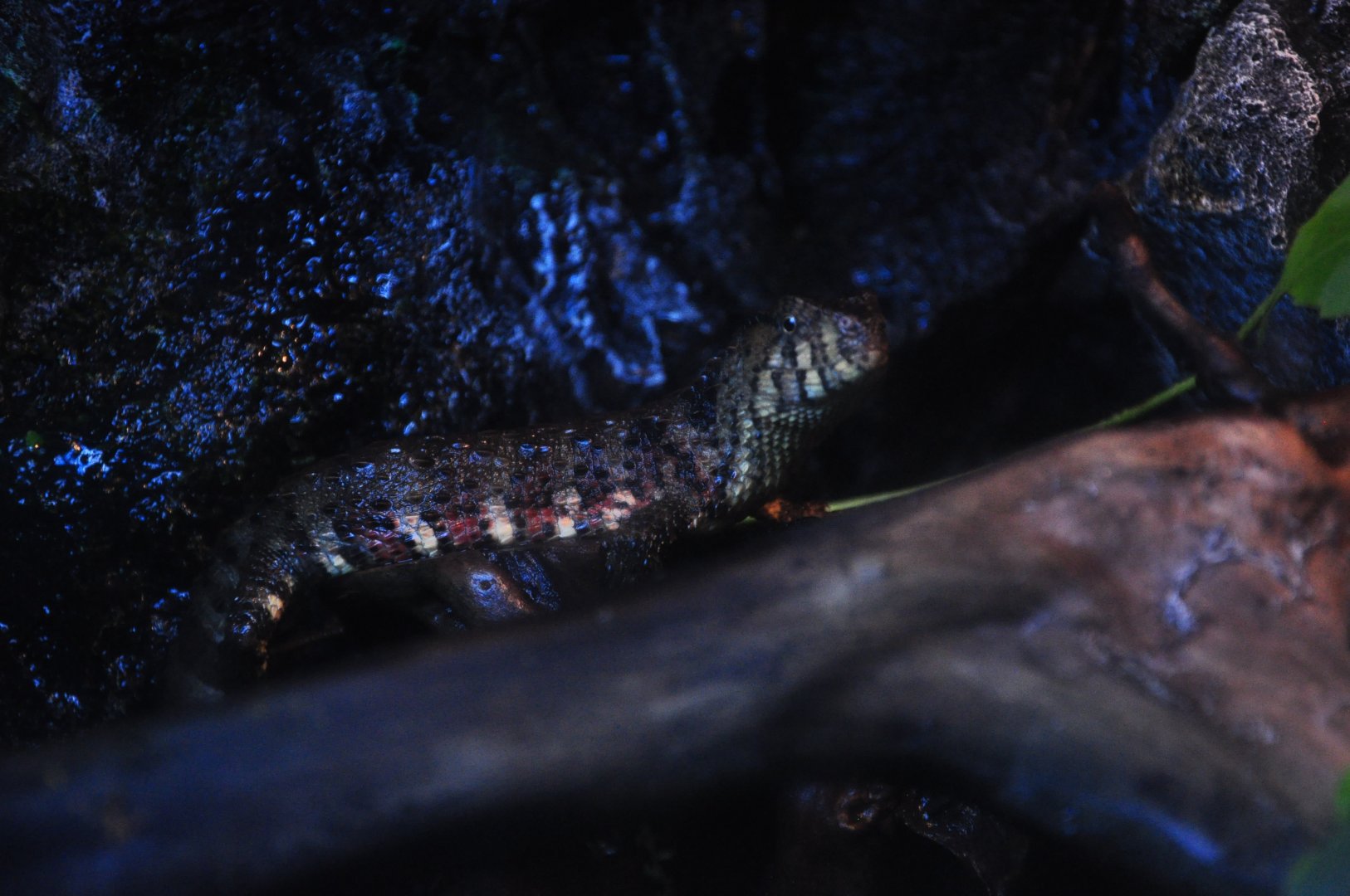 2016-07-17 Chinese crocodile lizard