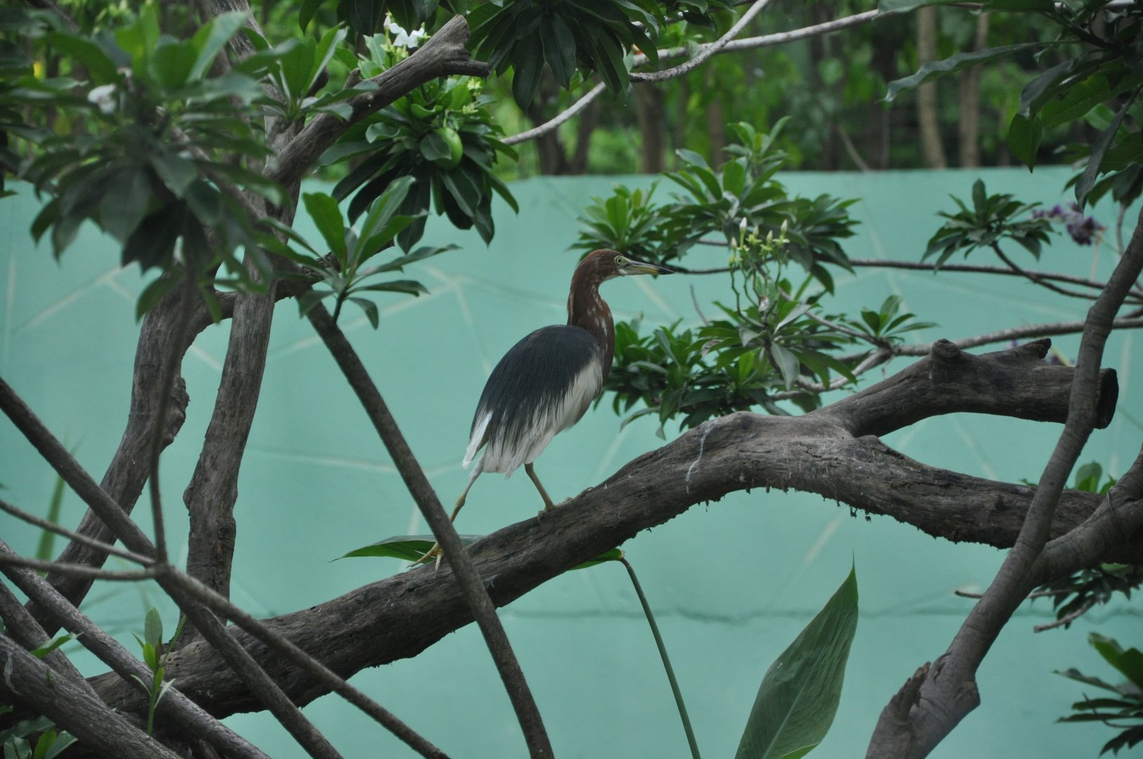 2016-07-17 Chinese pond heron
