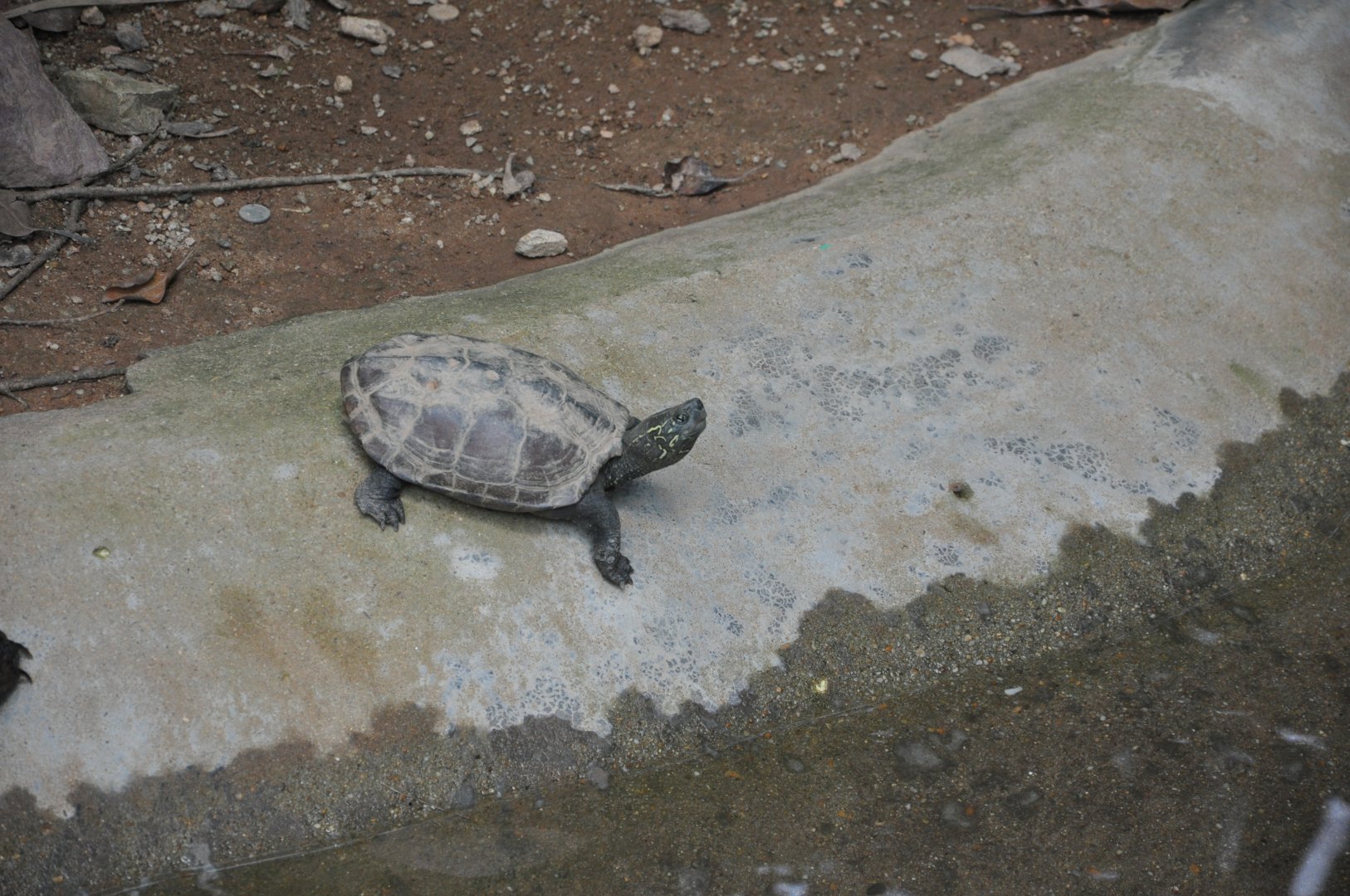 2016-07-17 Chinese pond turtle