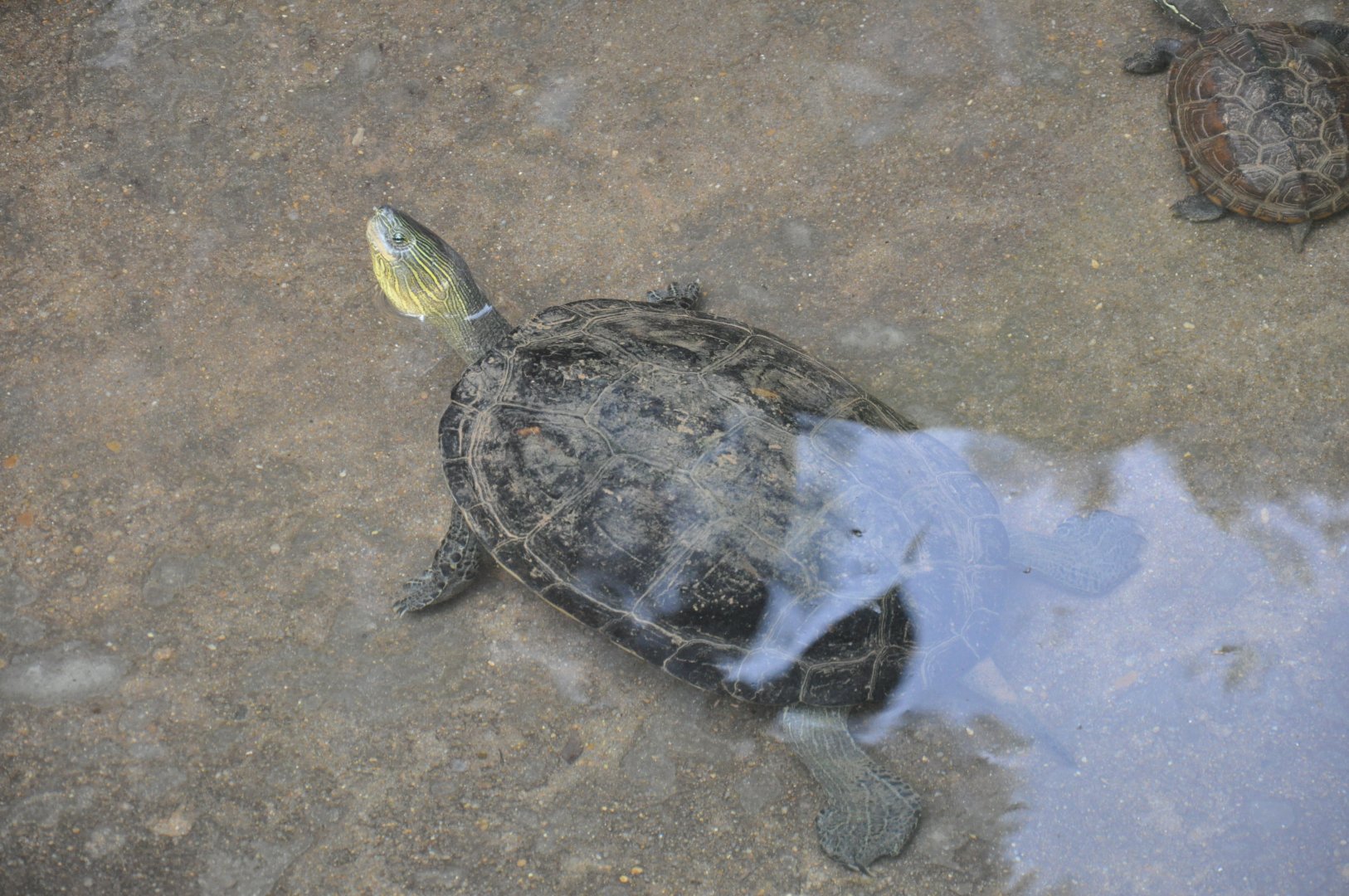 2016-07-17 Chinese stripe-necked turtle