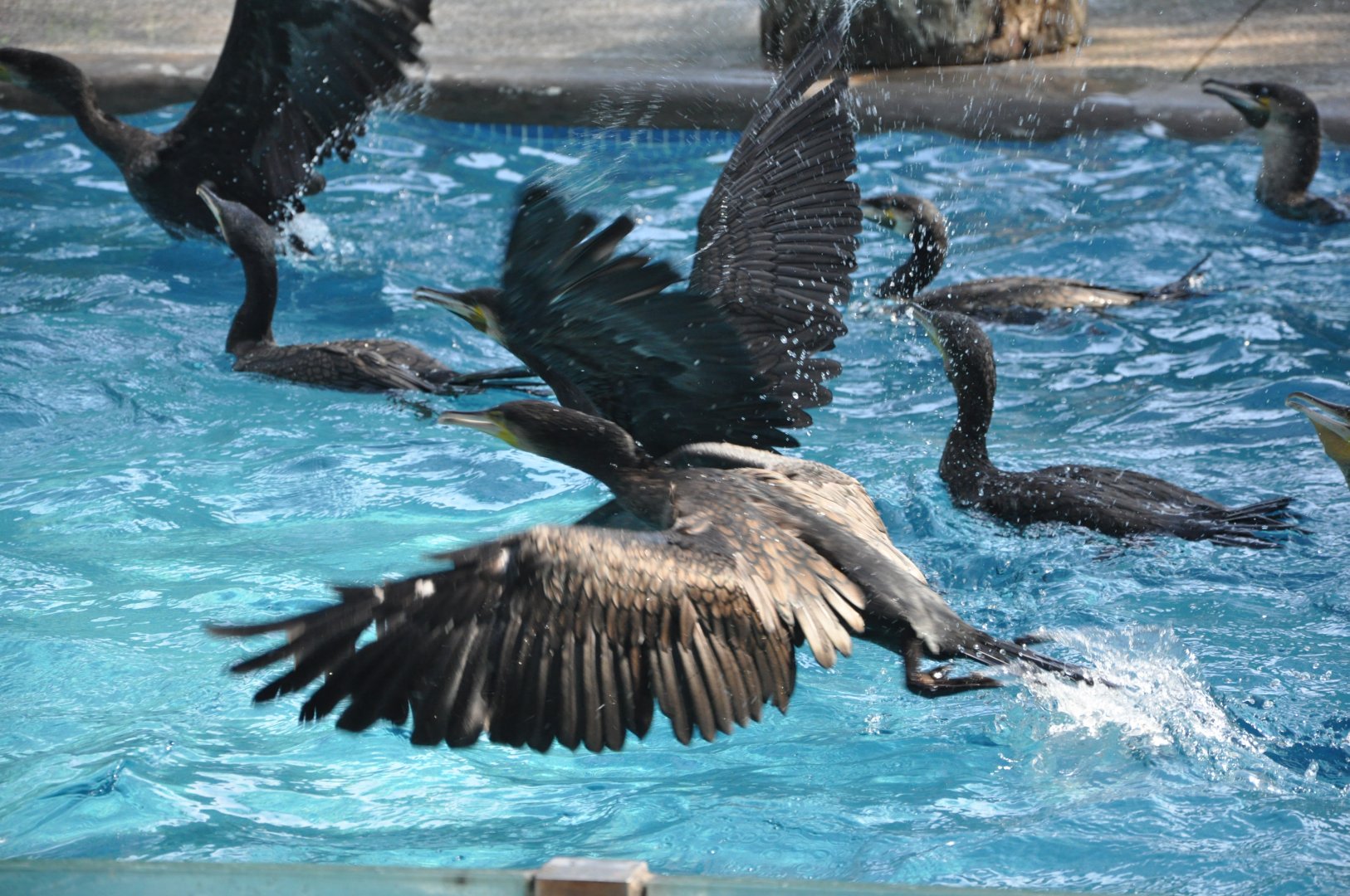 2016-07-17 Cormorant show
