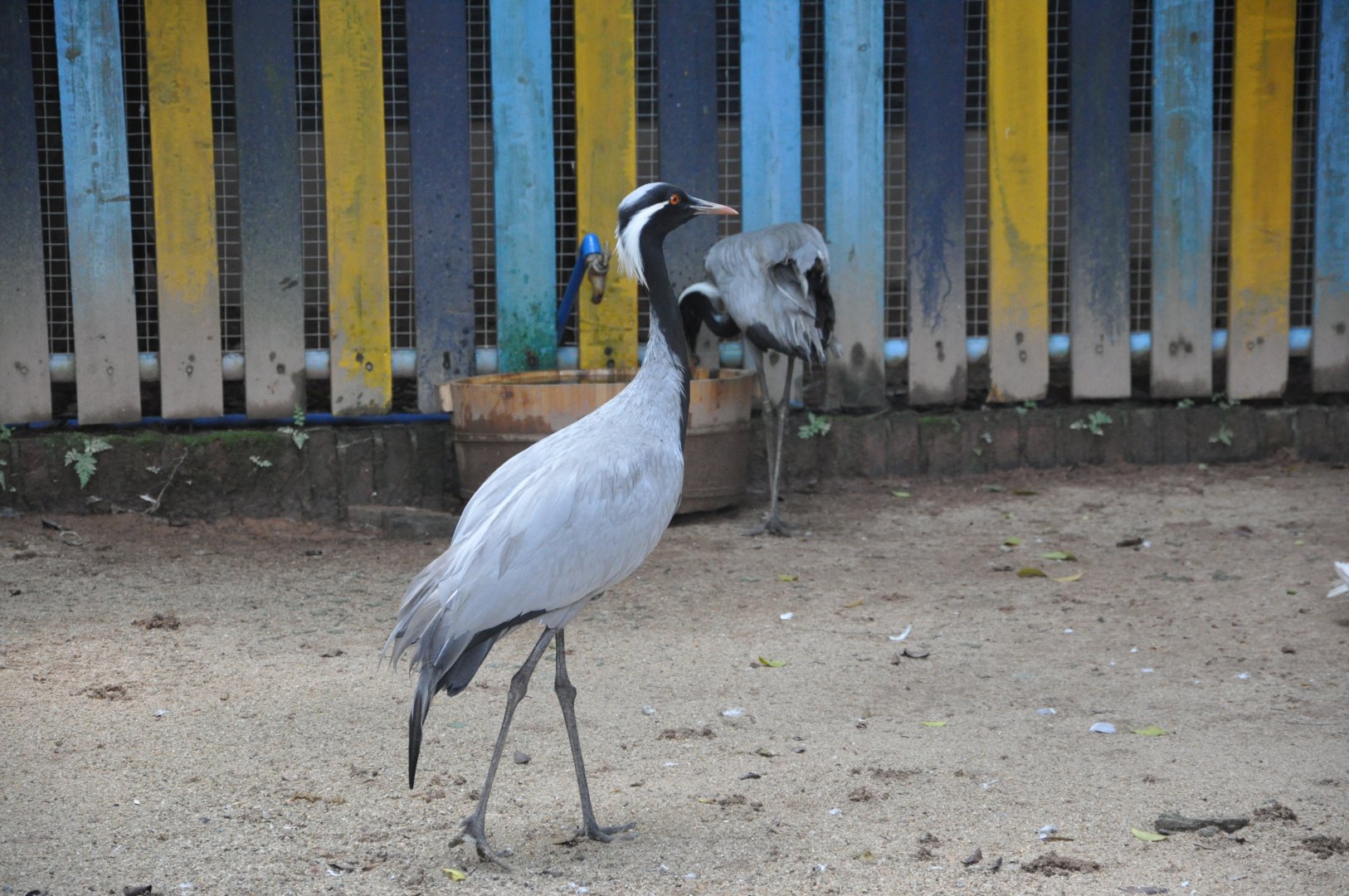 2016-07-17 Demoiselle crane