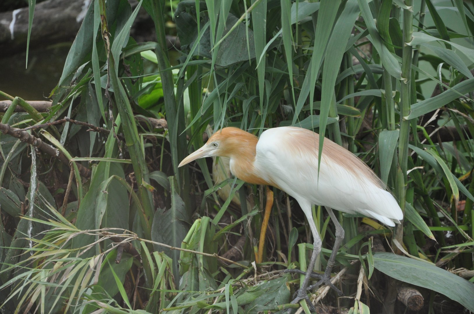 2016-07-17  Eastern cattle egret