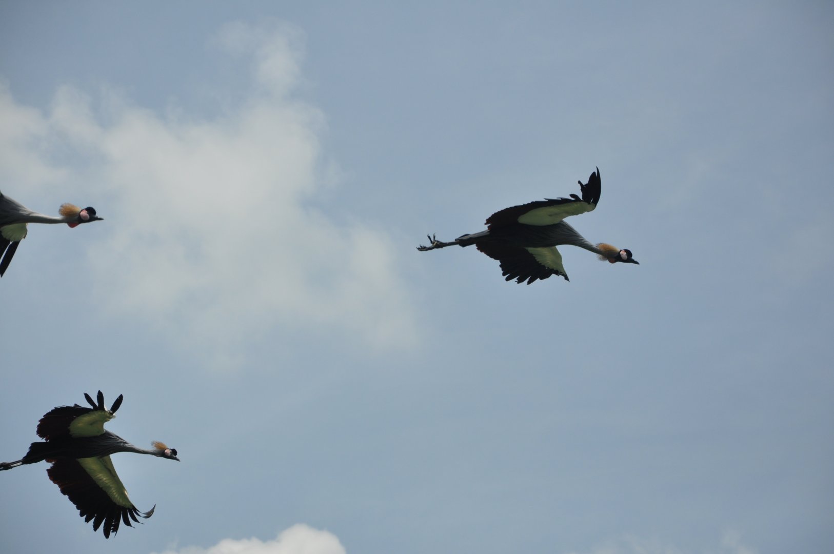 2016-07-17 Grey crowned crane