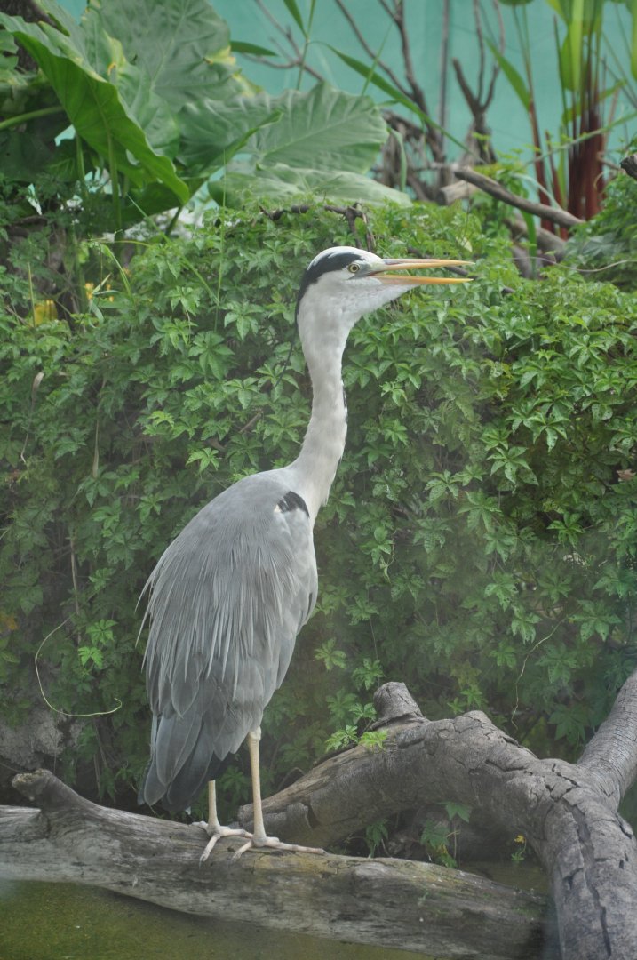 2016-07-17 Grey heron