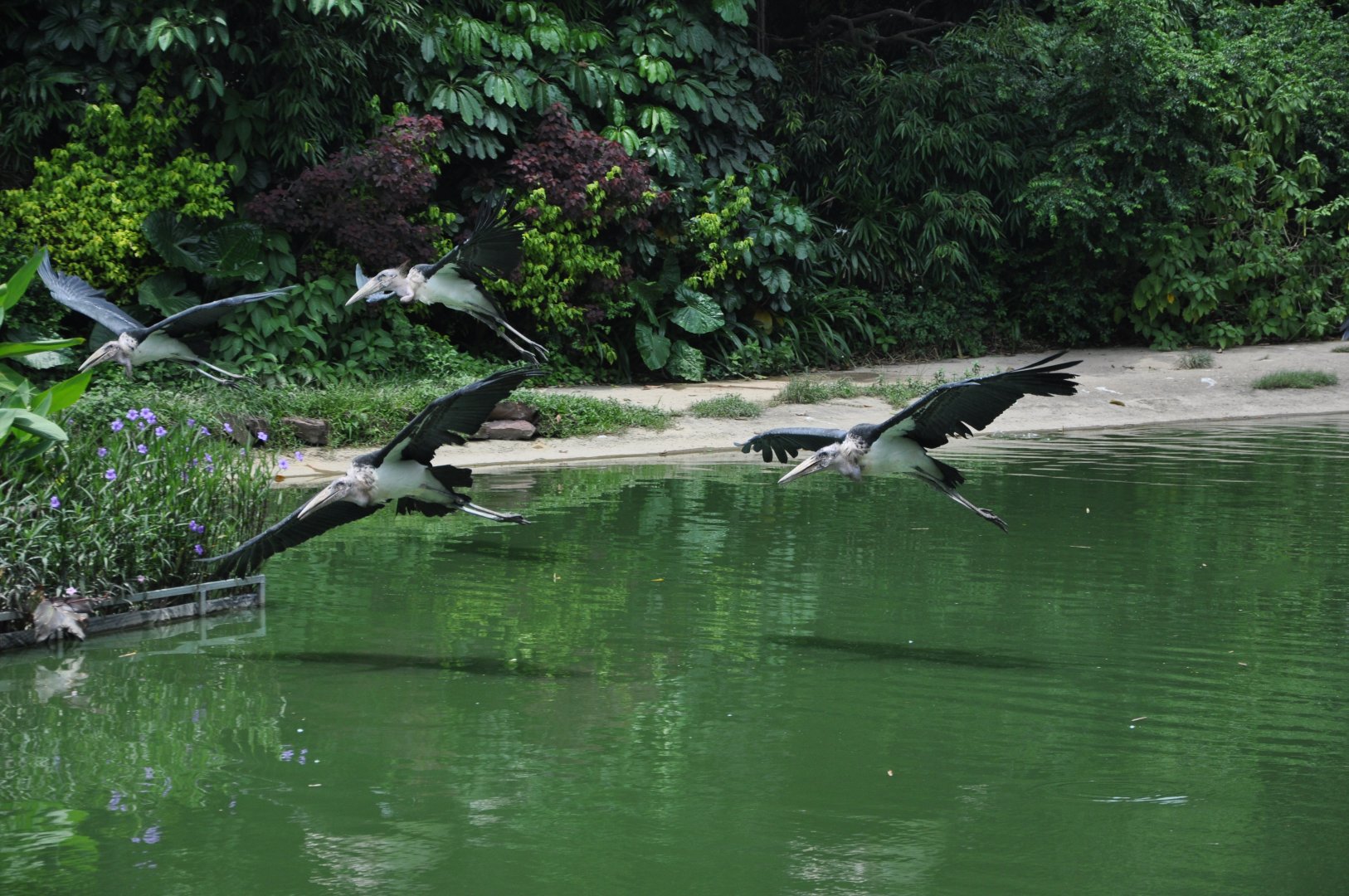 2016-07-17 Marabou stork